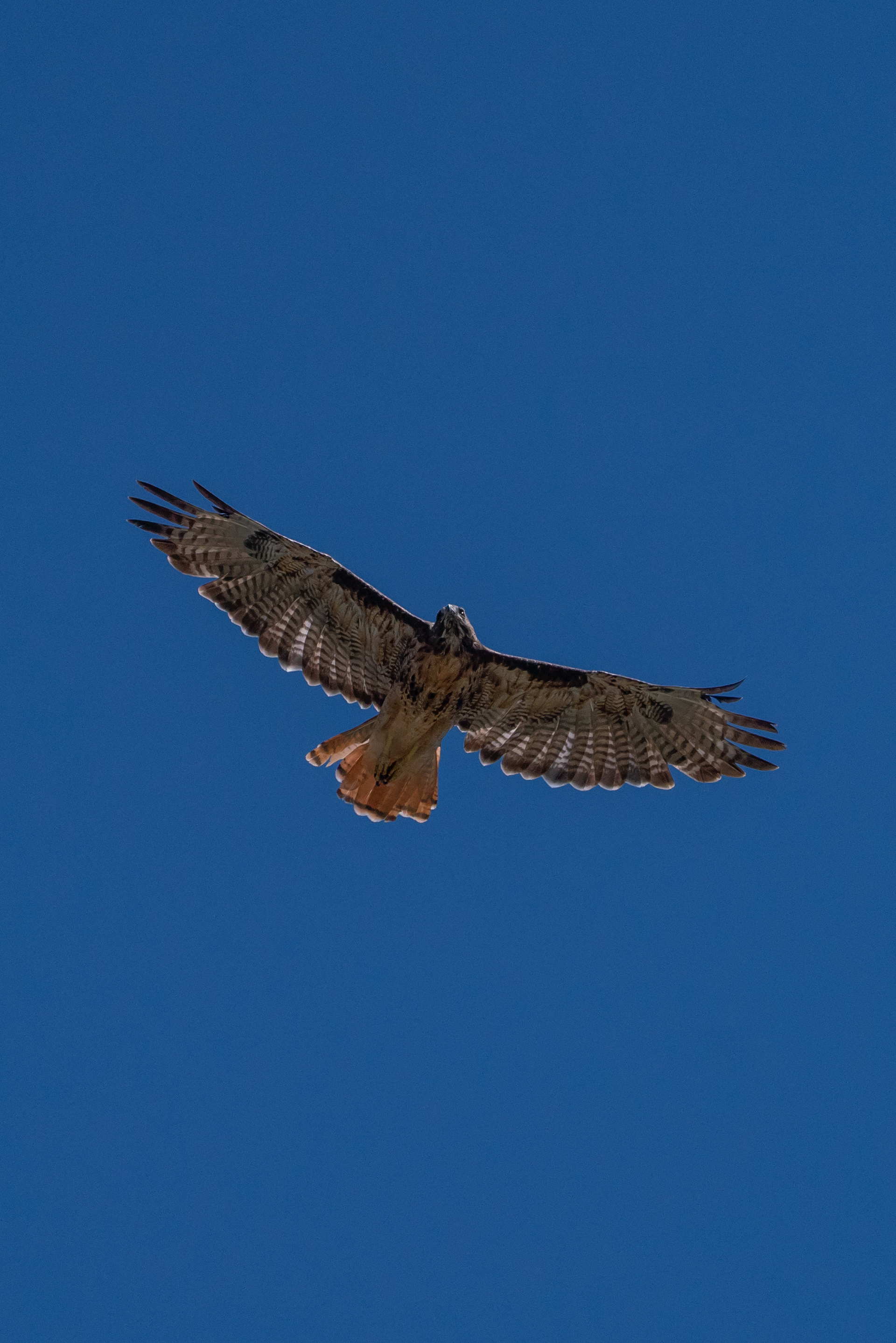 Ret Tailed Hawk