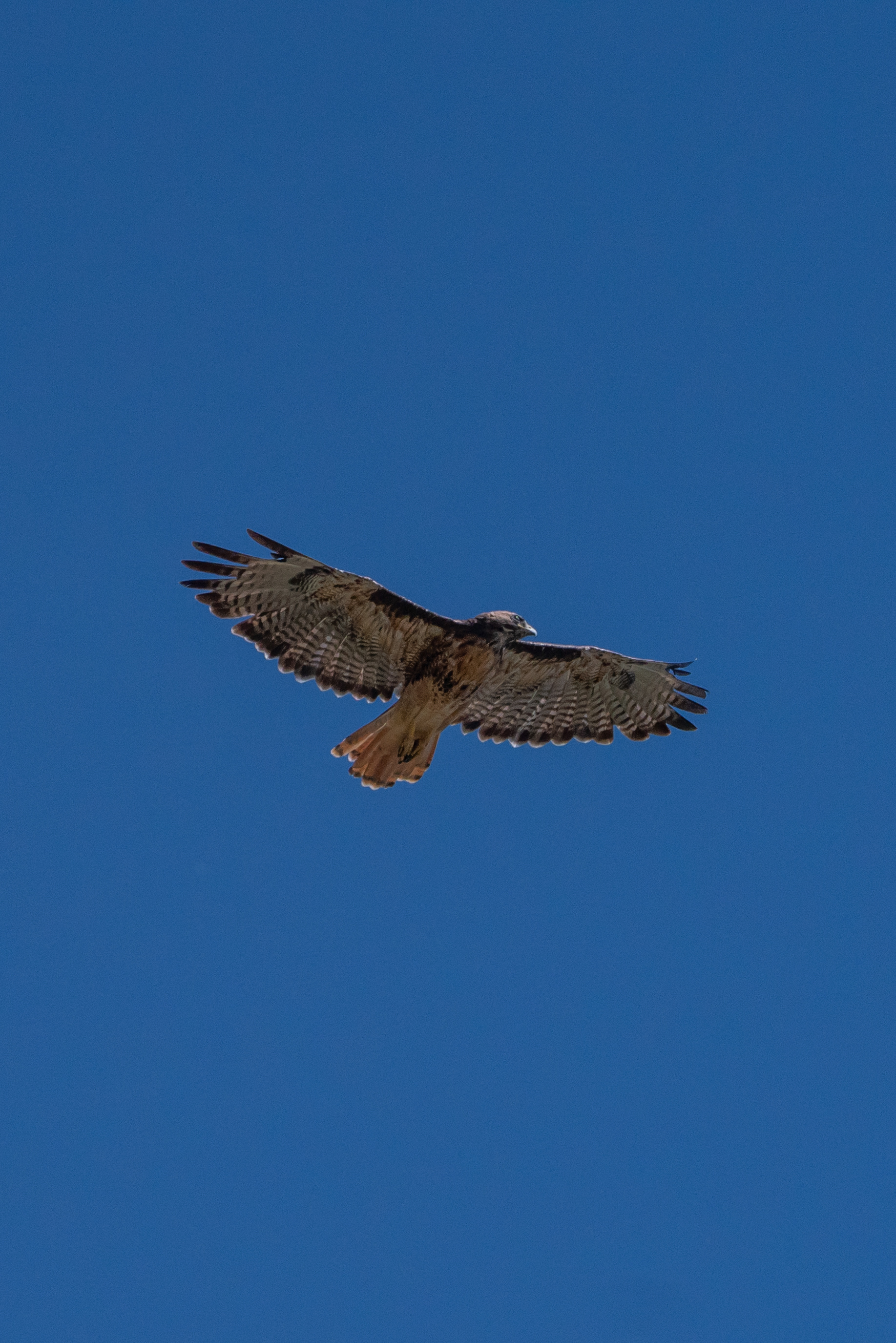 Ret Tailed Hawk