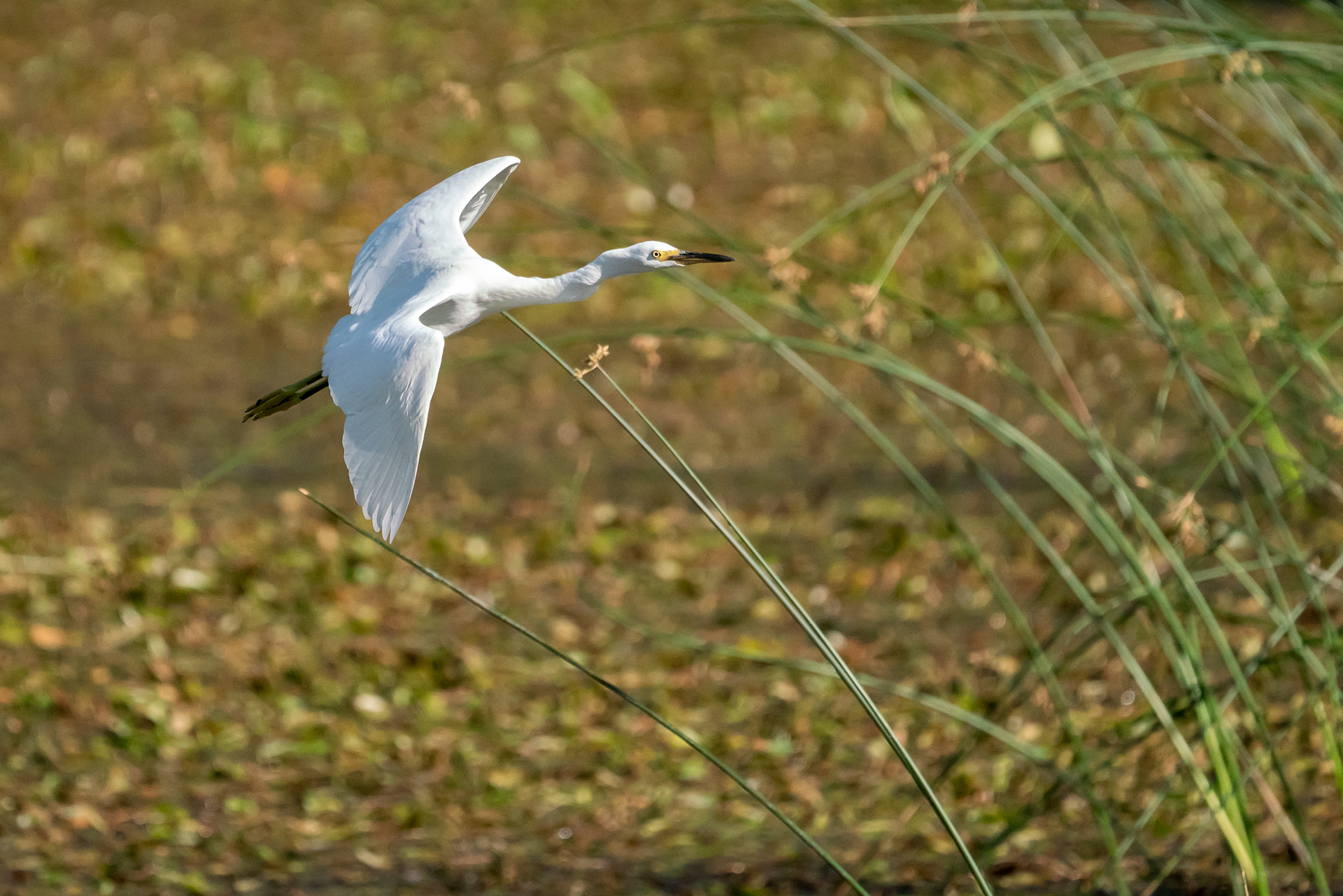 Snowy egret