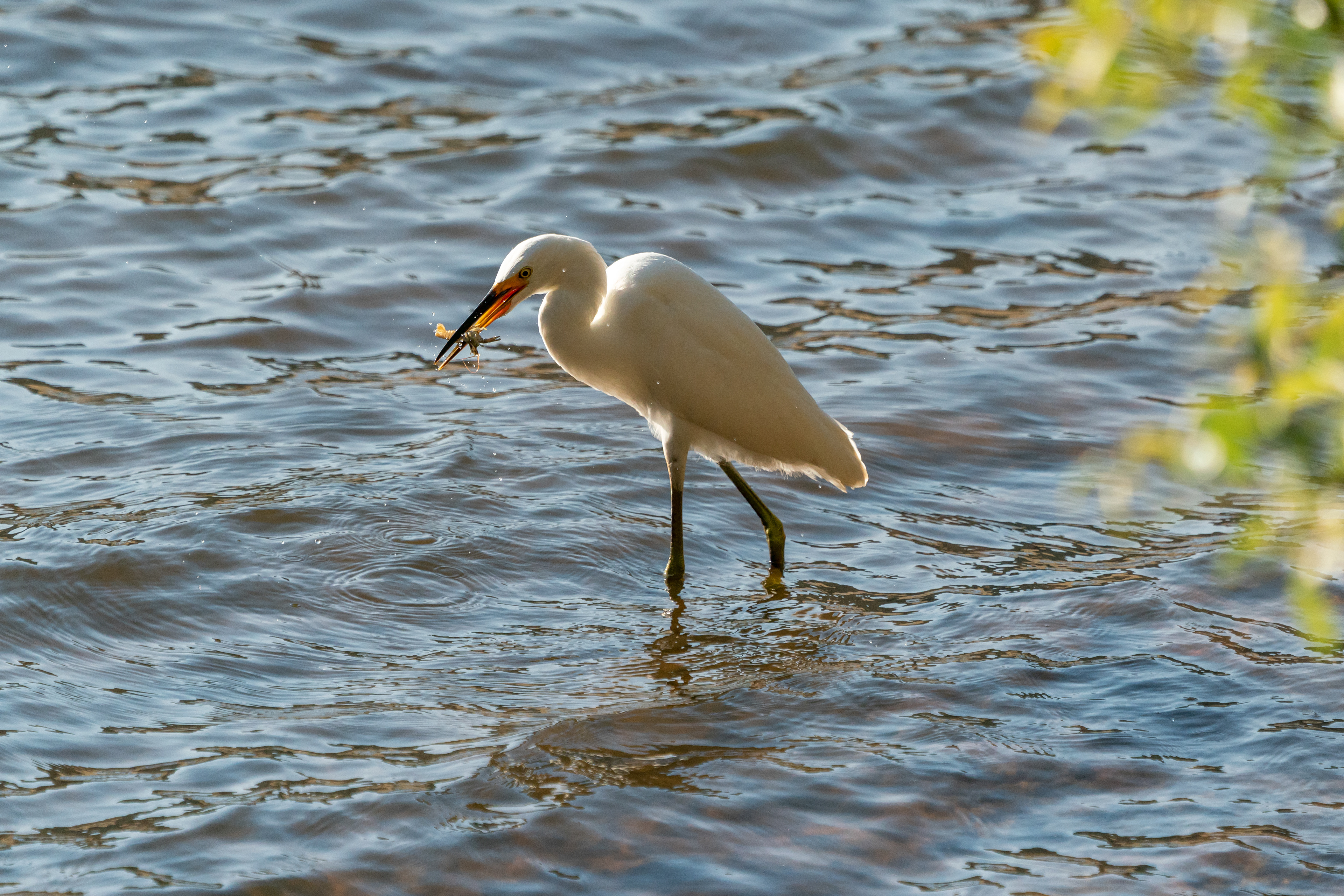 Egret eating lunch