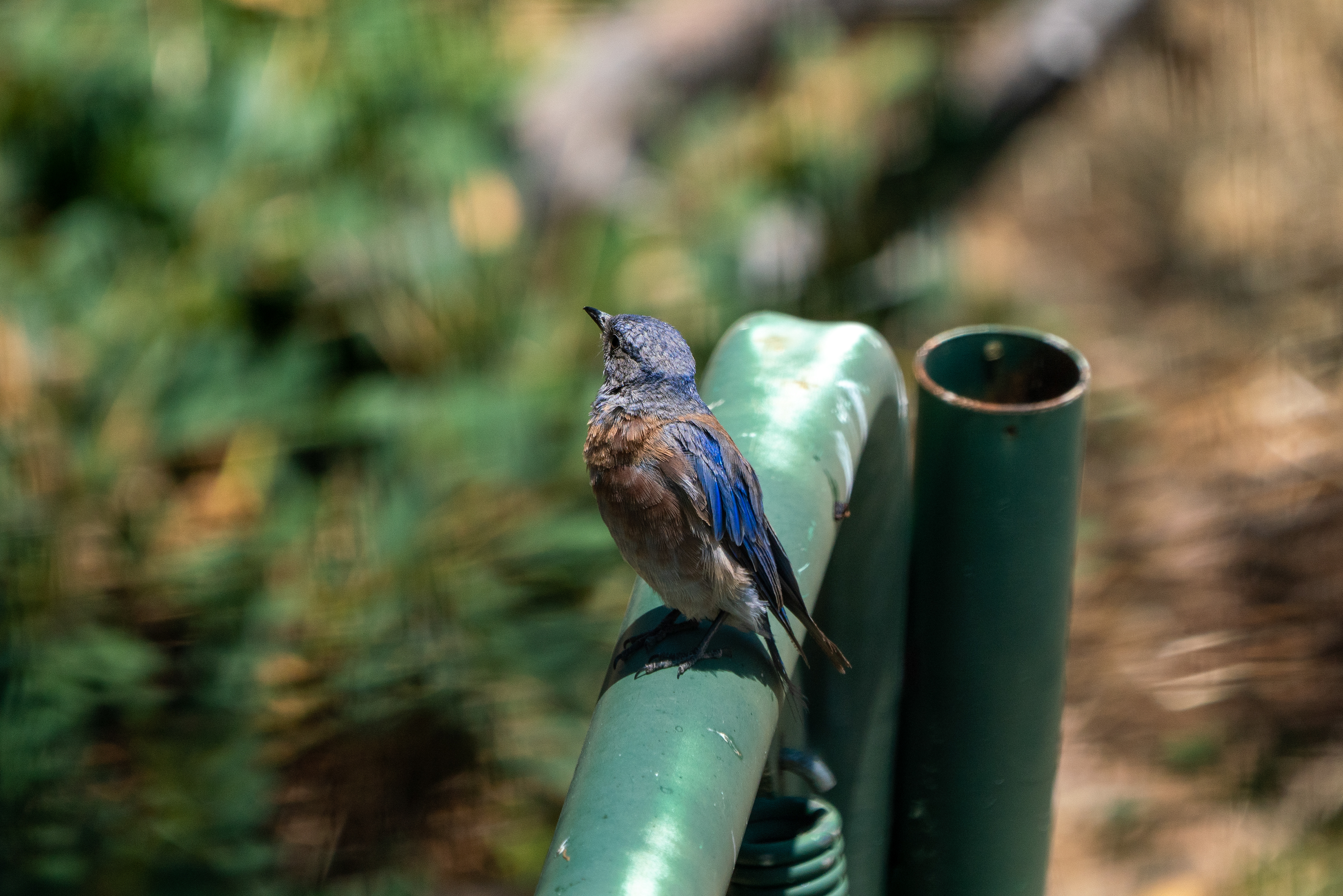 Backyard bluebird