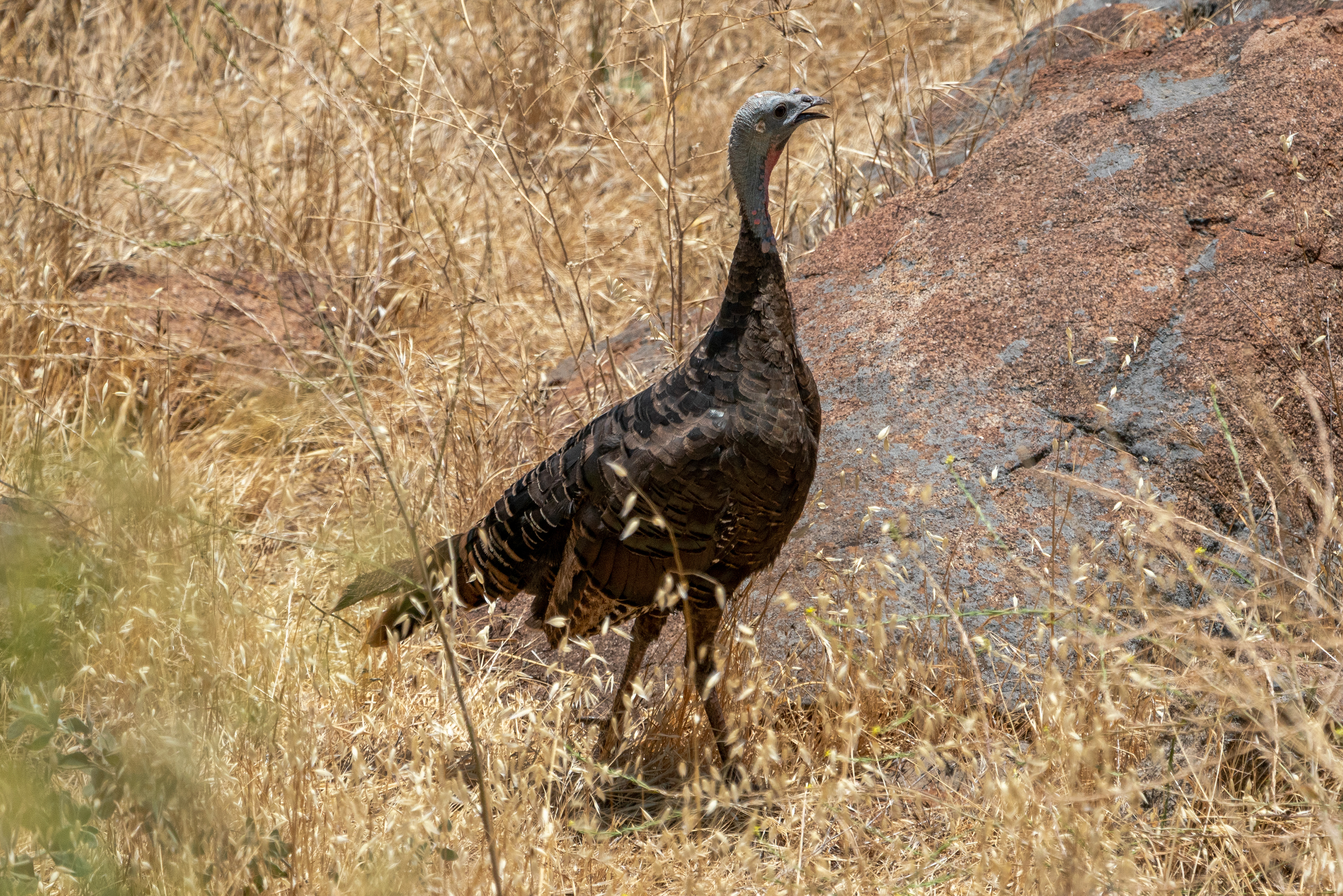 Wild turkey