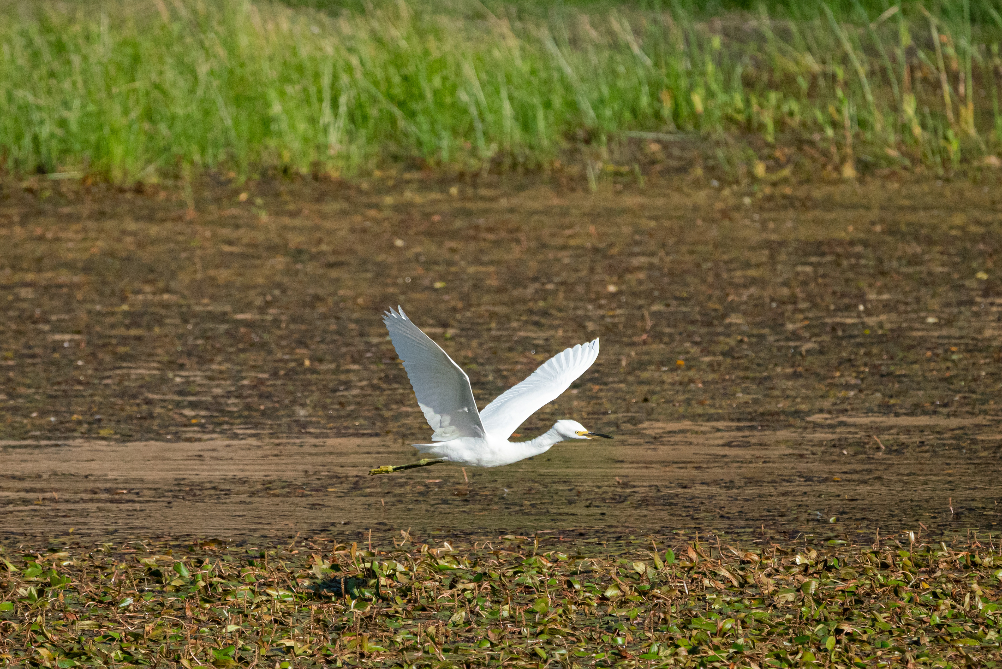 Snowy egret