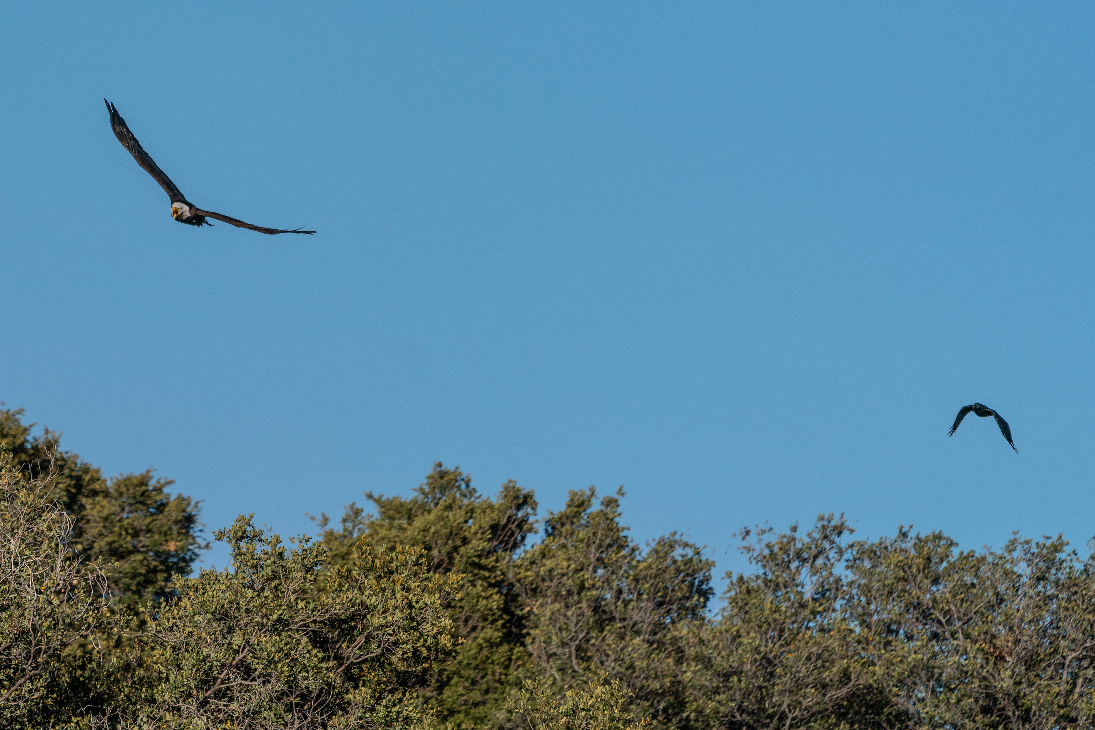 ...or maybe panic screech as it was being chased by a crow