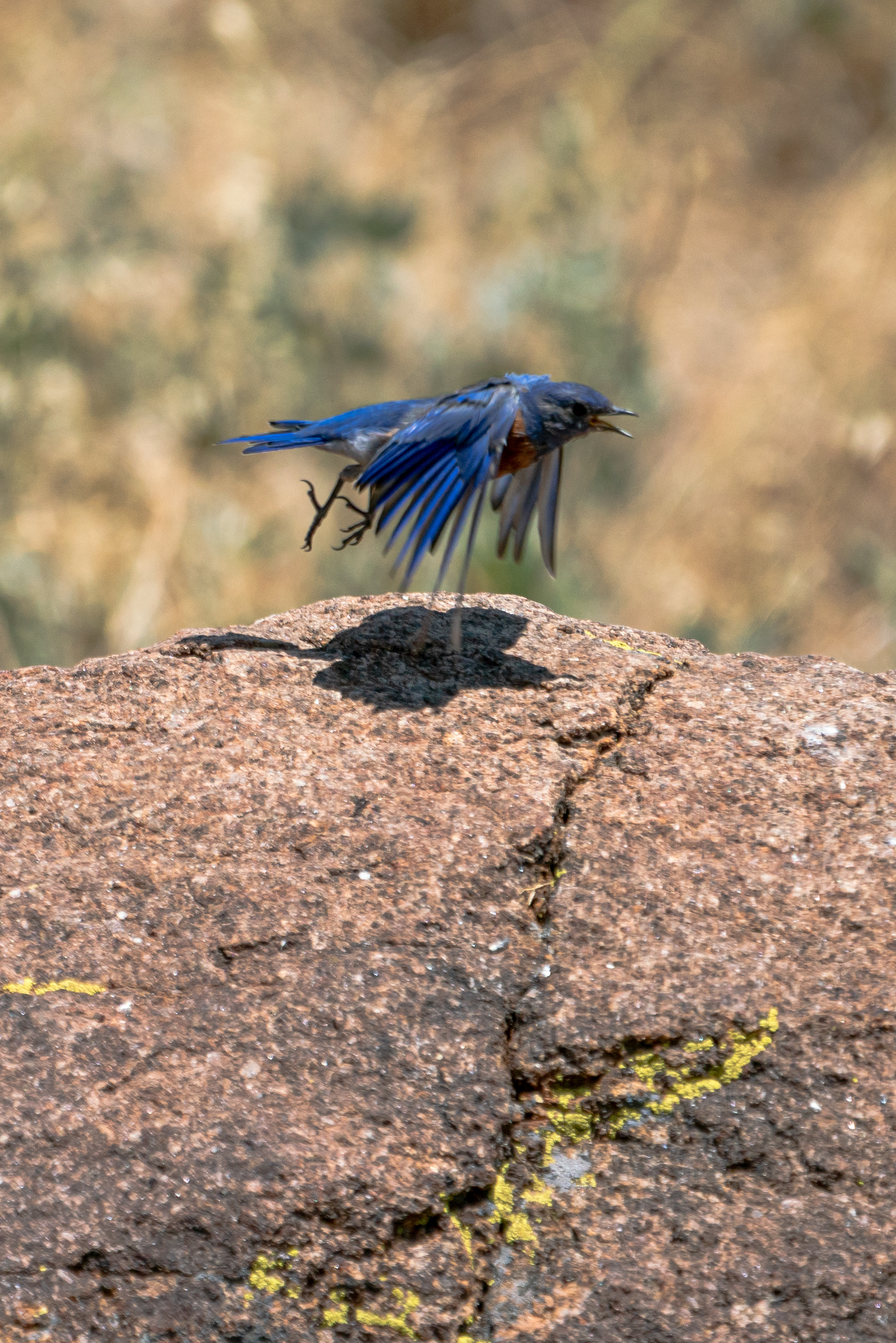 Bluebird in flight 1