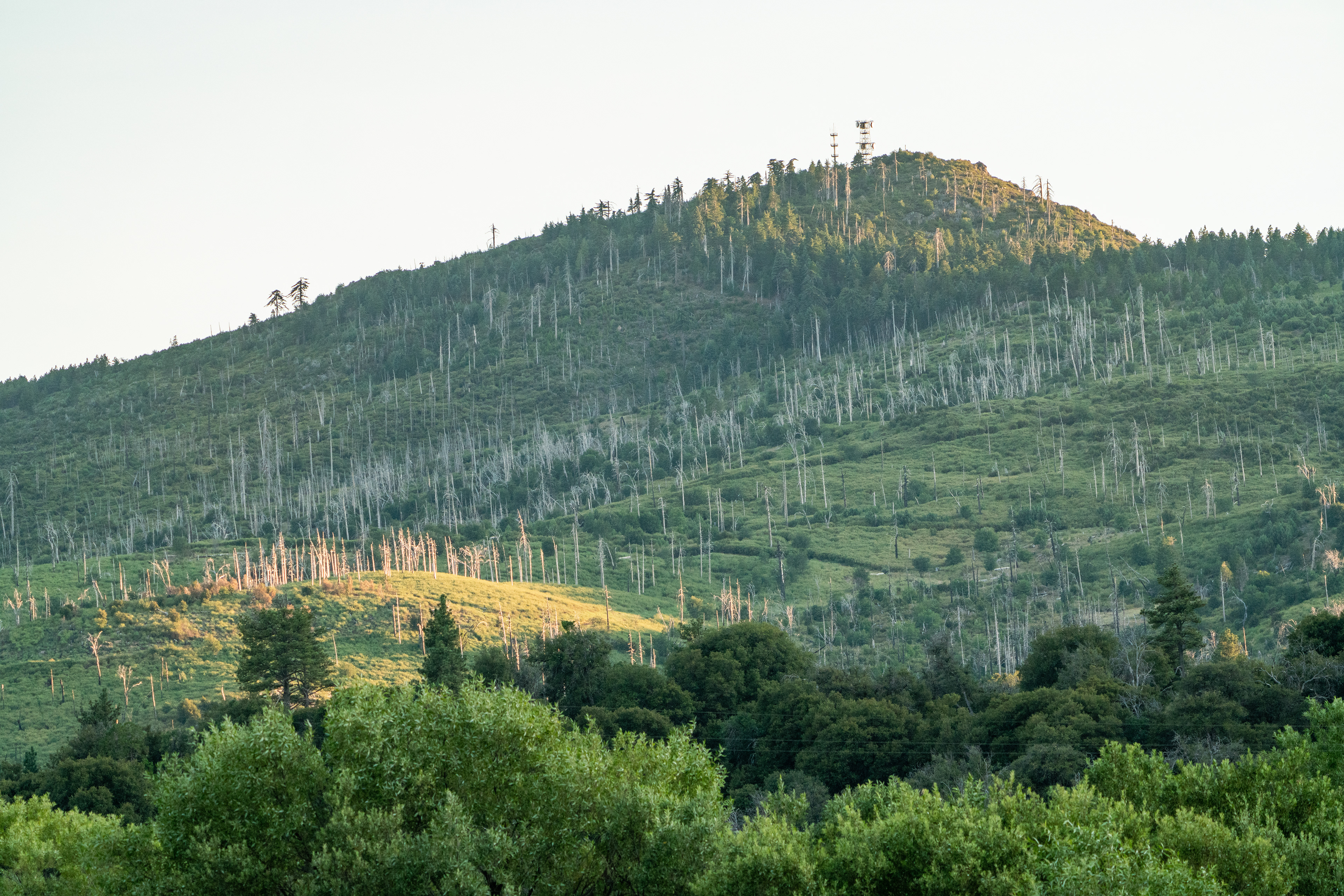 There was a massive fire in 2003 that burned around 90% of the area