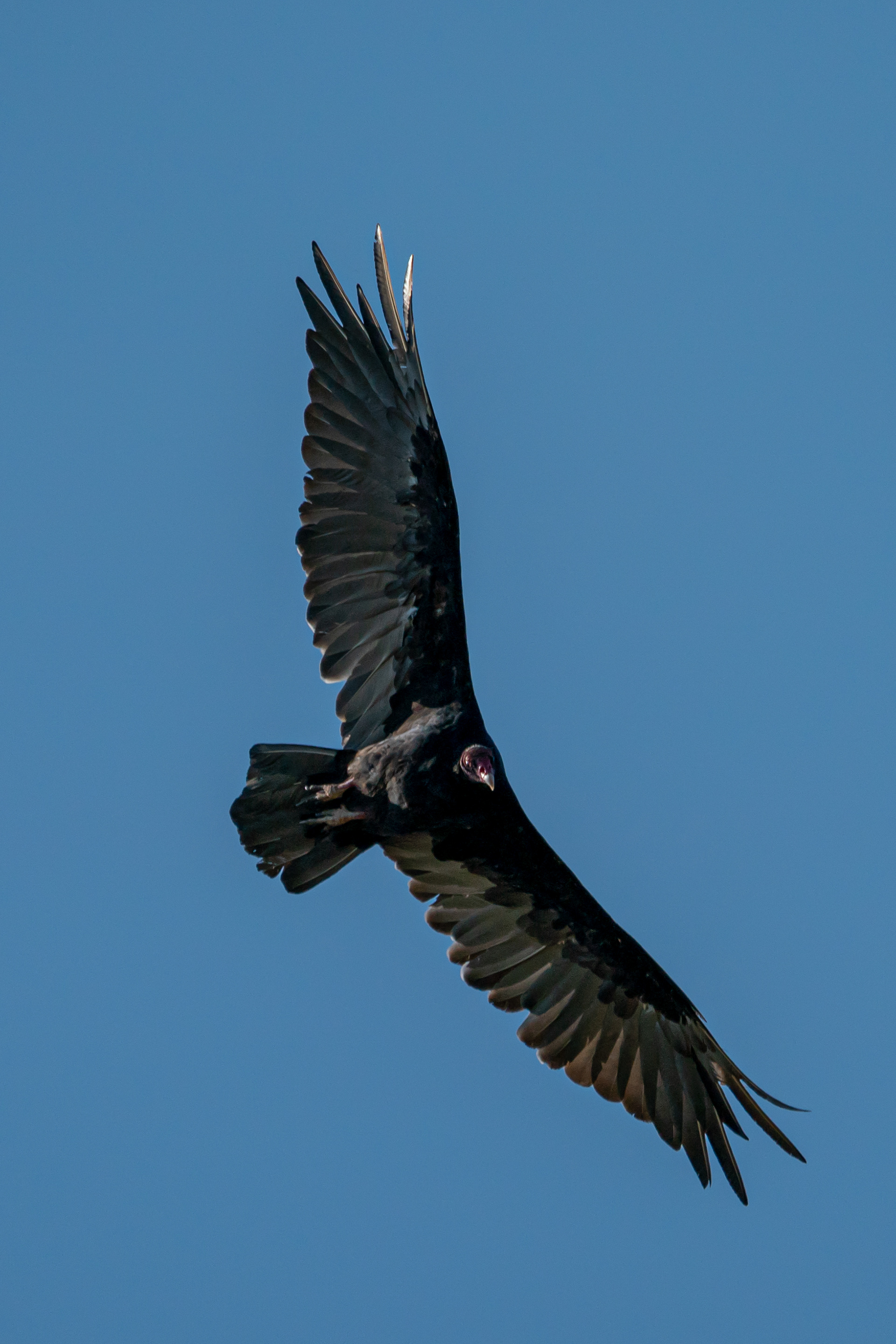 Turkey Vulture