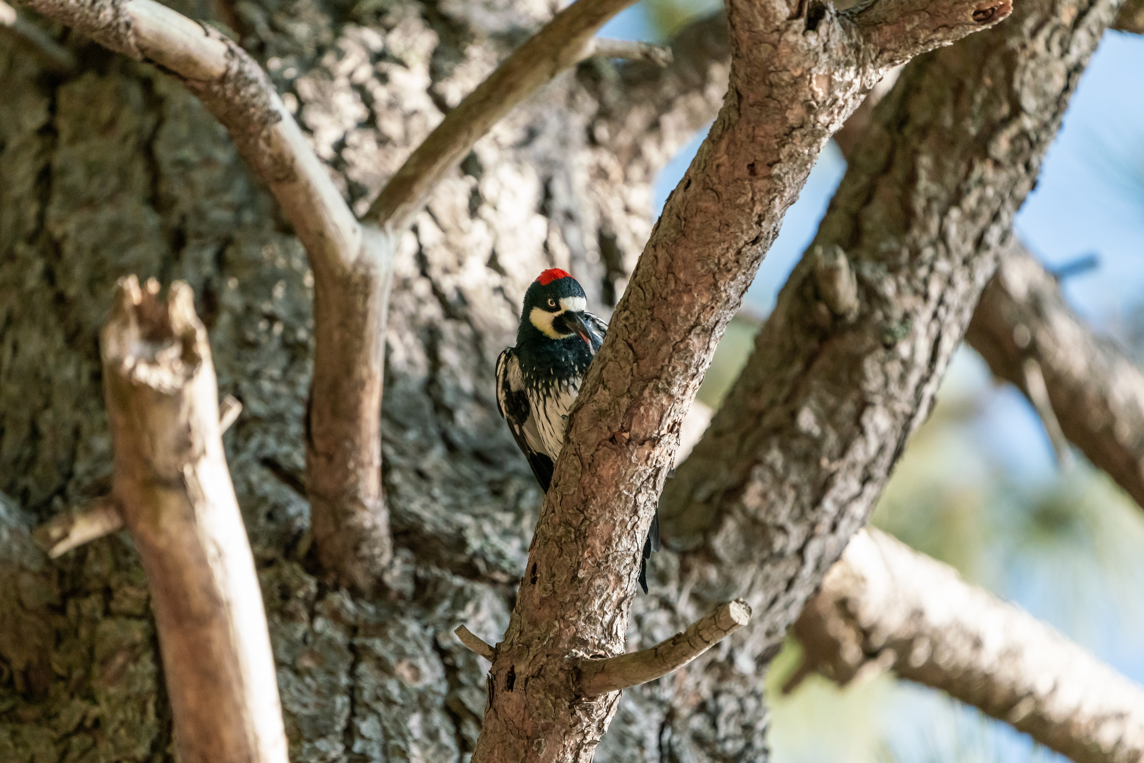 Woodpeckers were everywhere