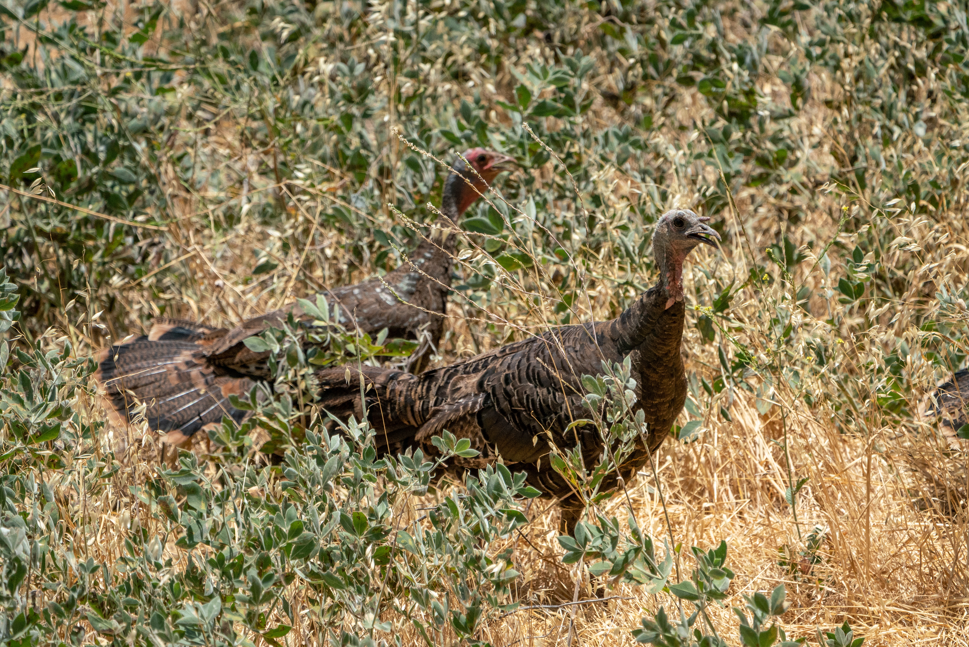 Wild turkey and mate