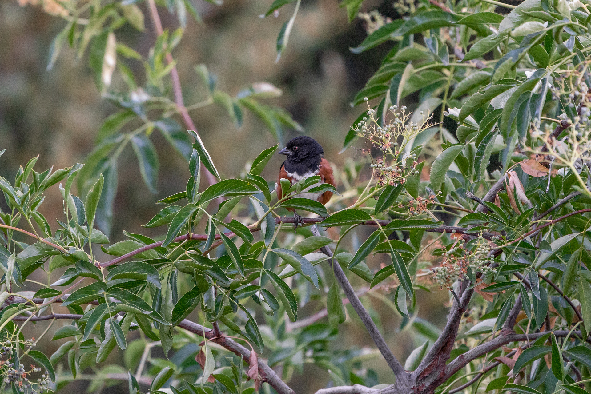 Spotted Towhee