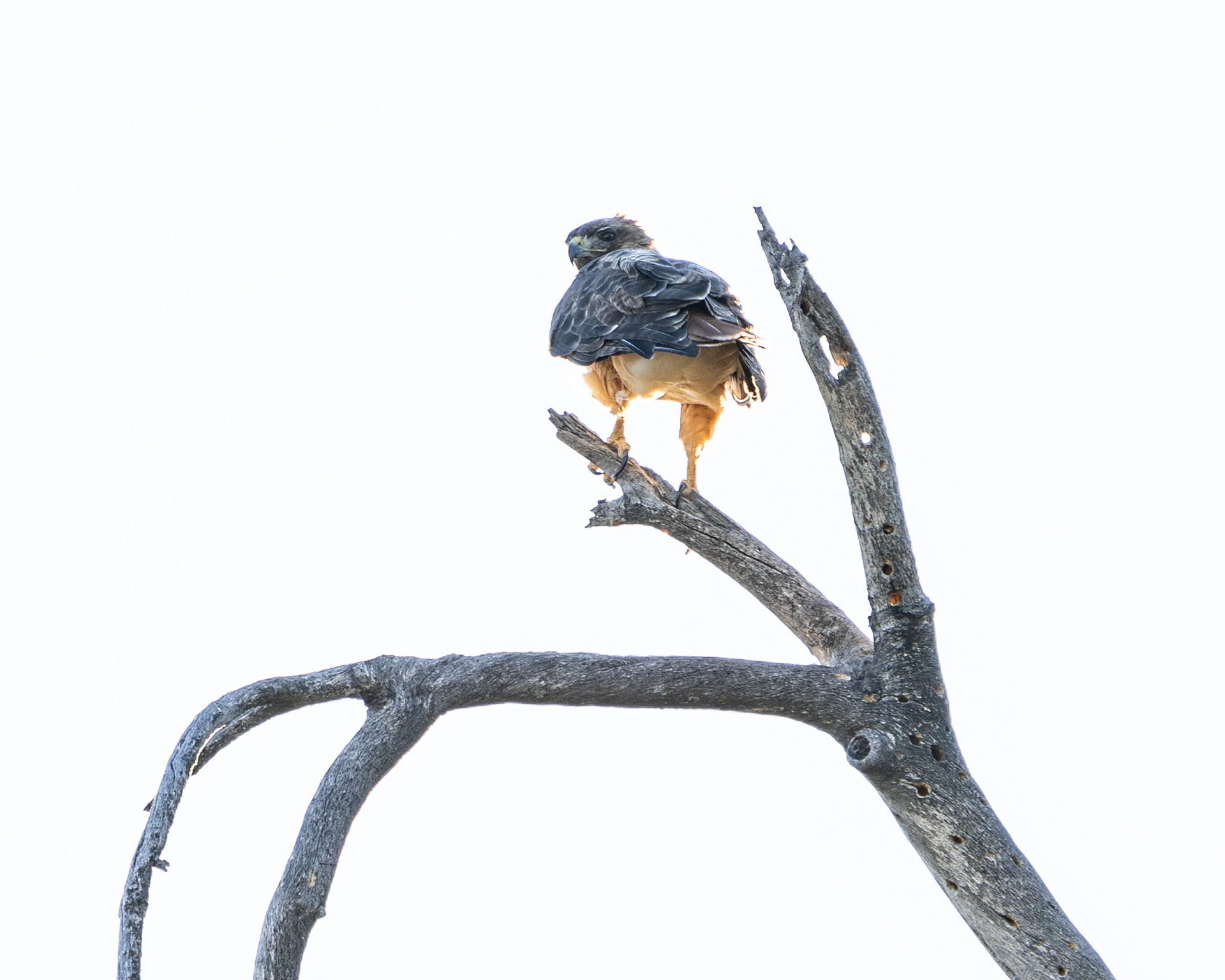Red Tailed Hawk