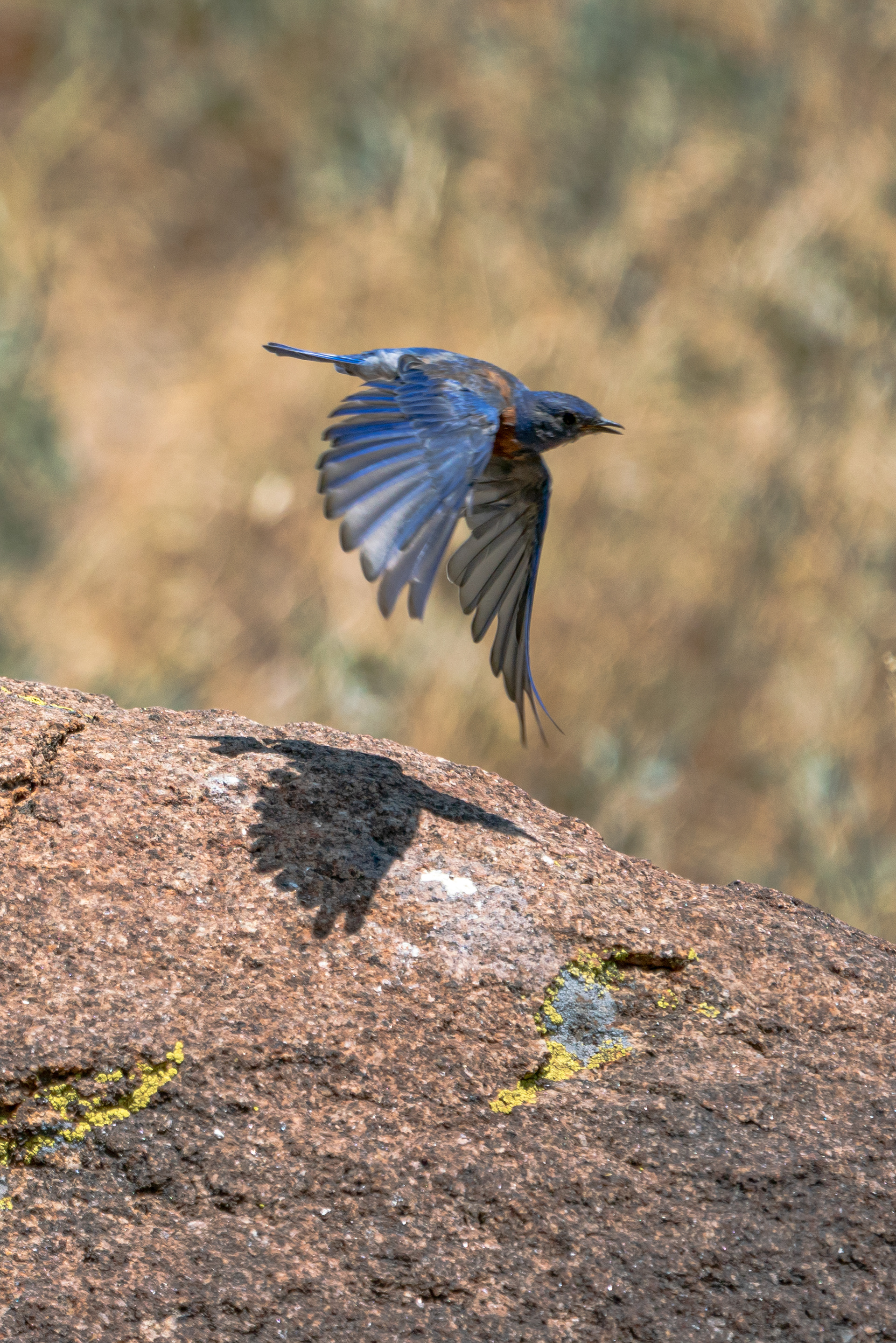 Bluebird in flight 2