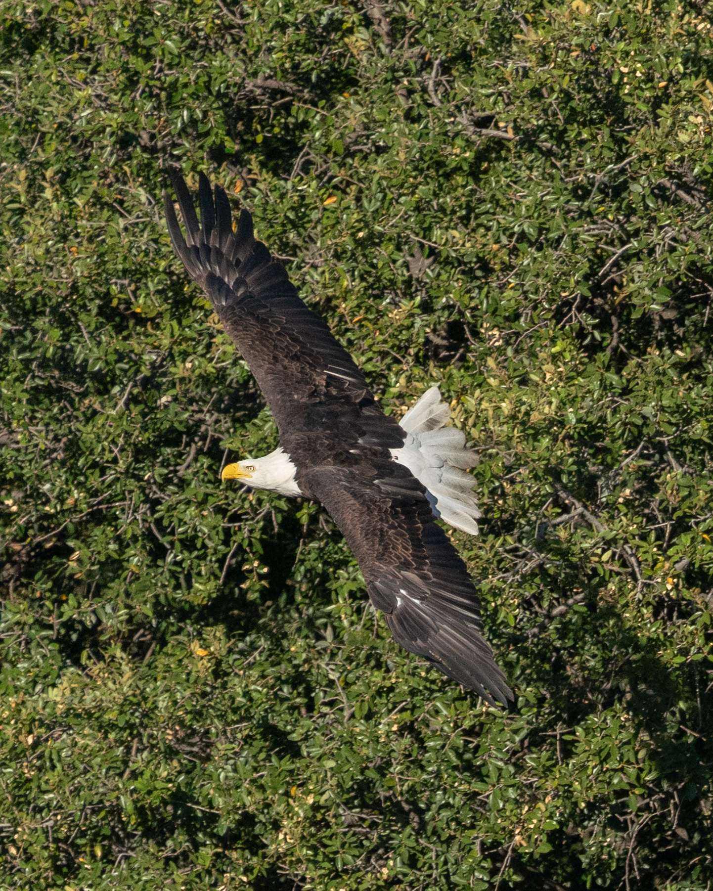 First Bald Eagle sighting!