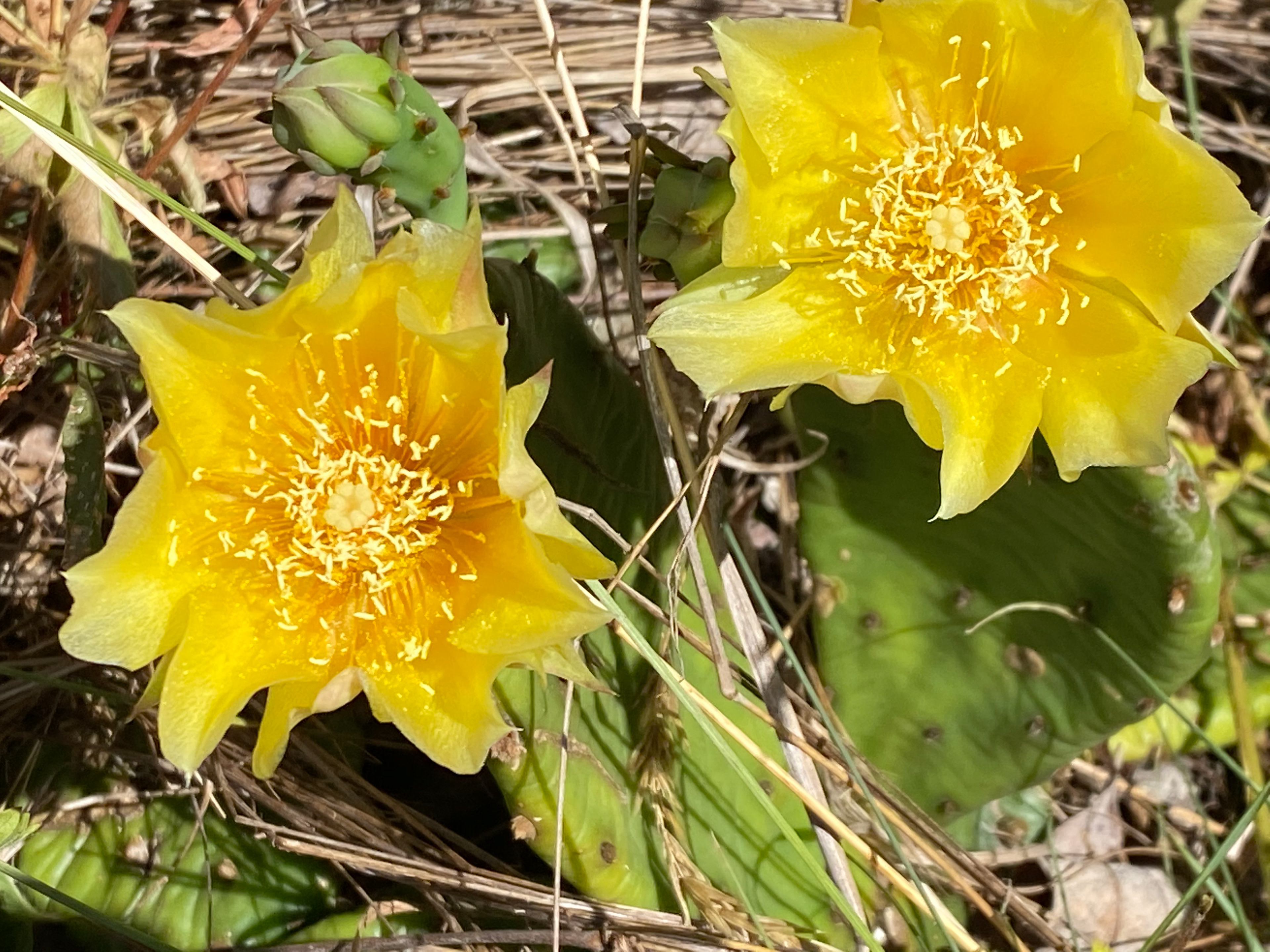 Flowers at last