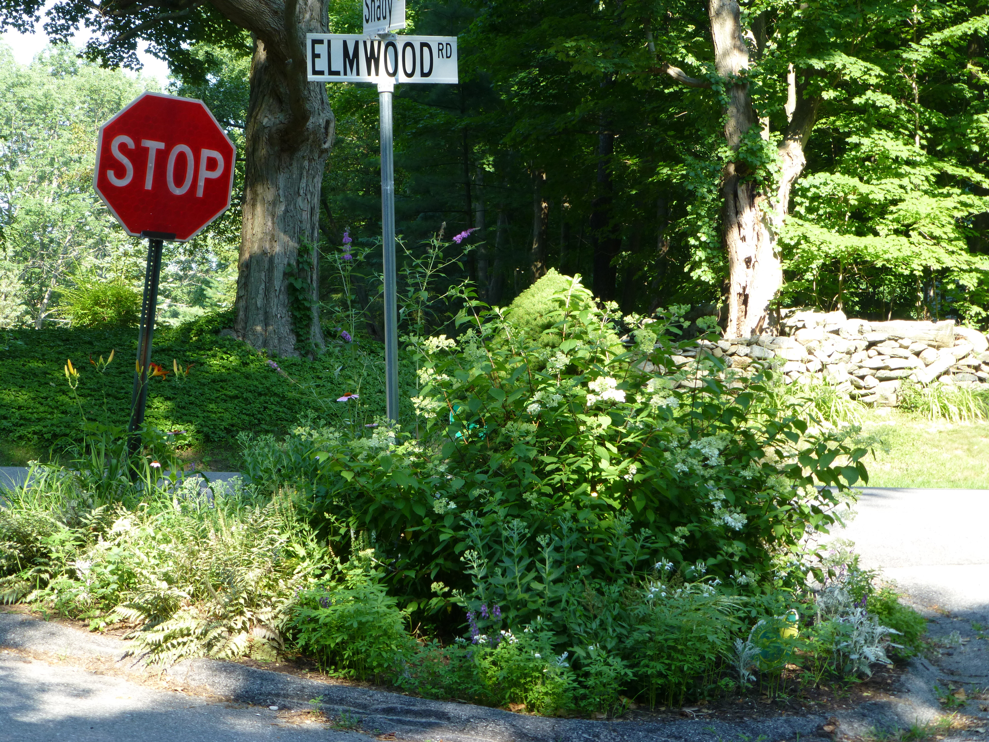 Shady Lane/Elmwood