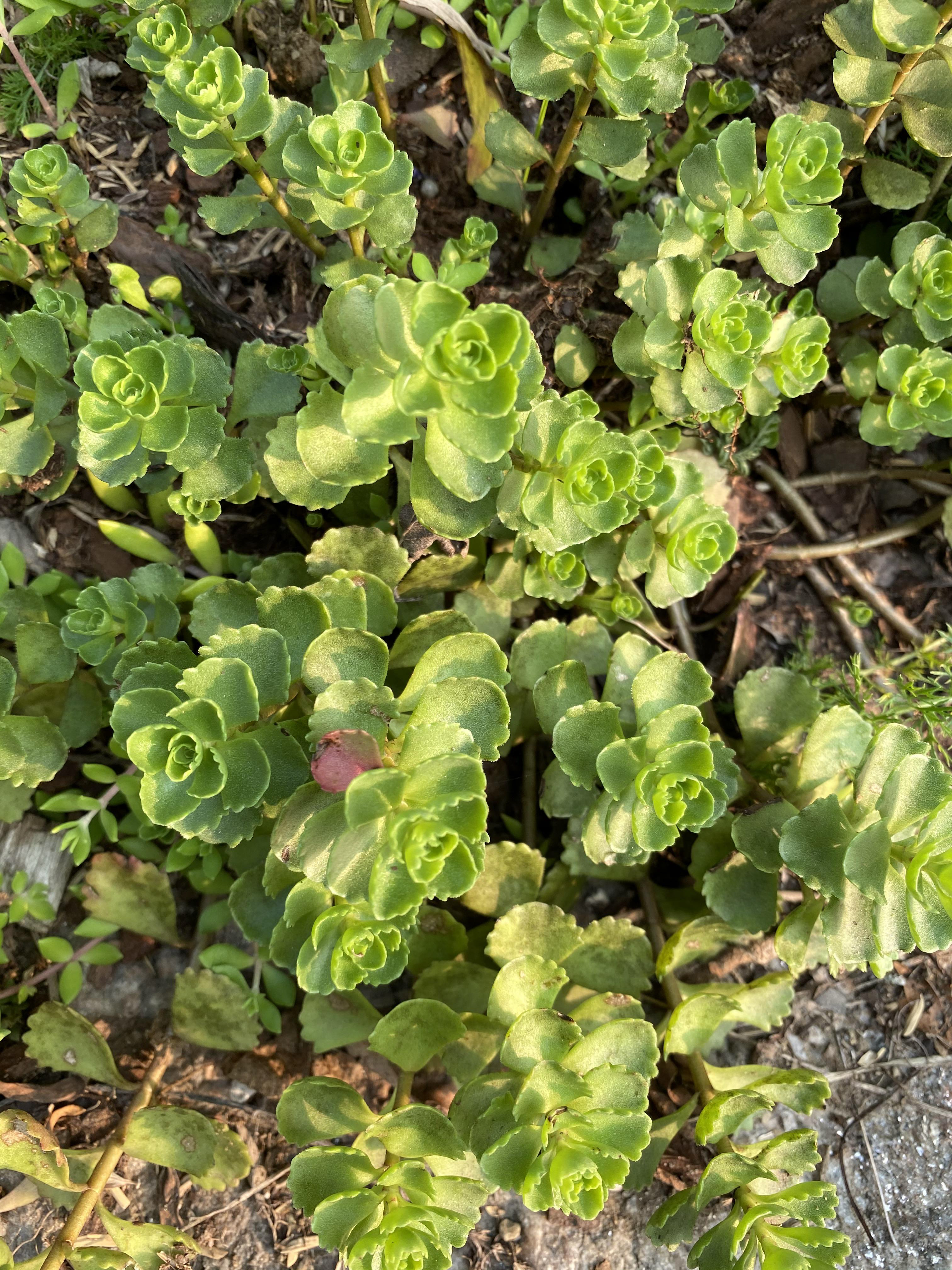 Creeping sedum