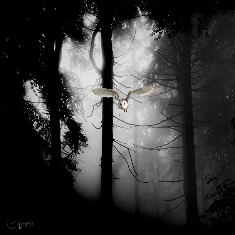 Out of the Darkness