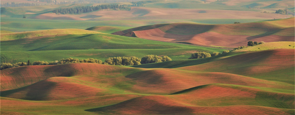 THE PALOUSE #1