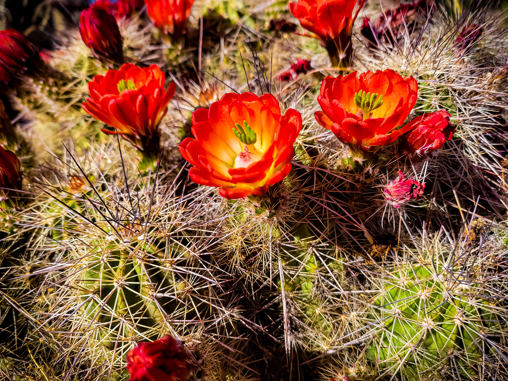New Mexico, USA