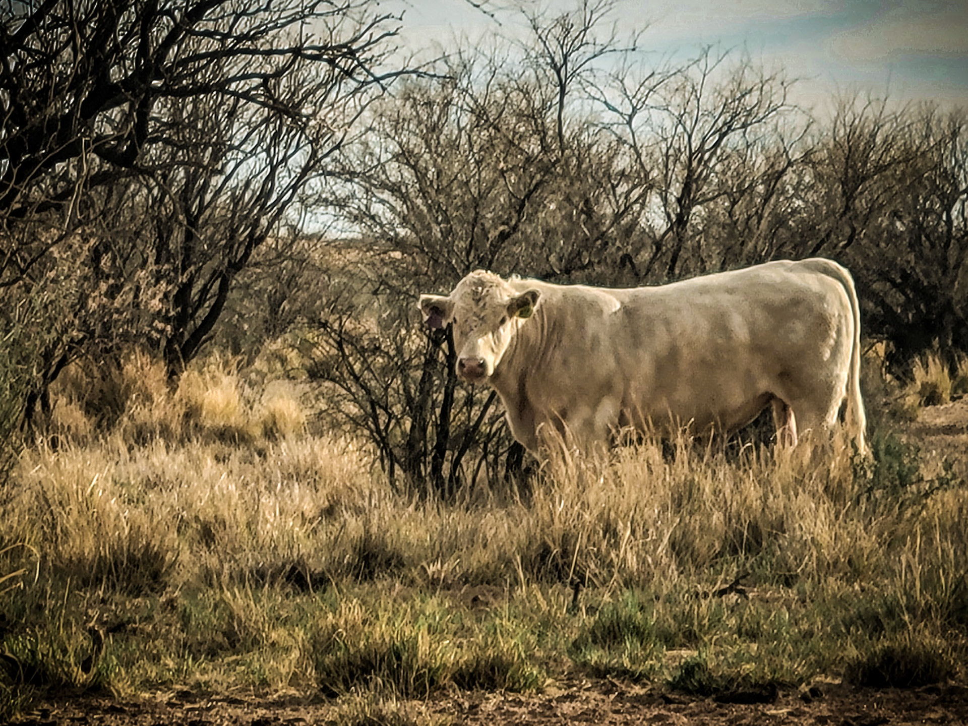 Arizona, USA