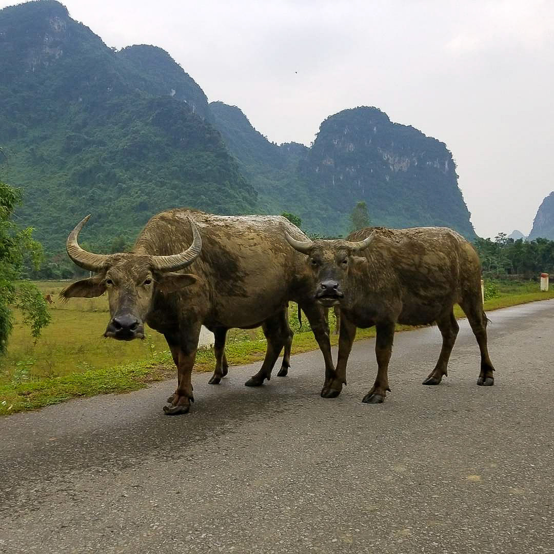 Vietnam