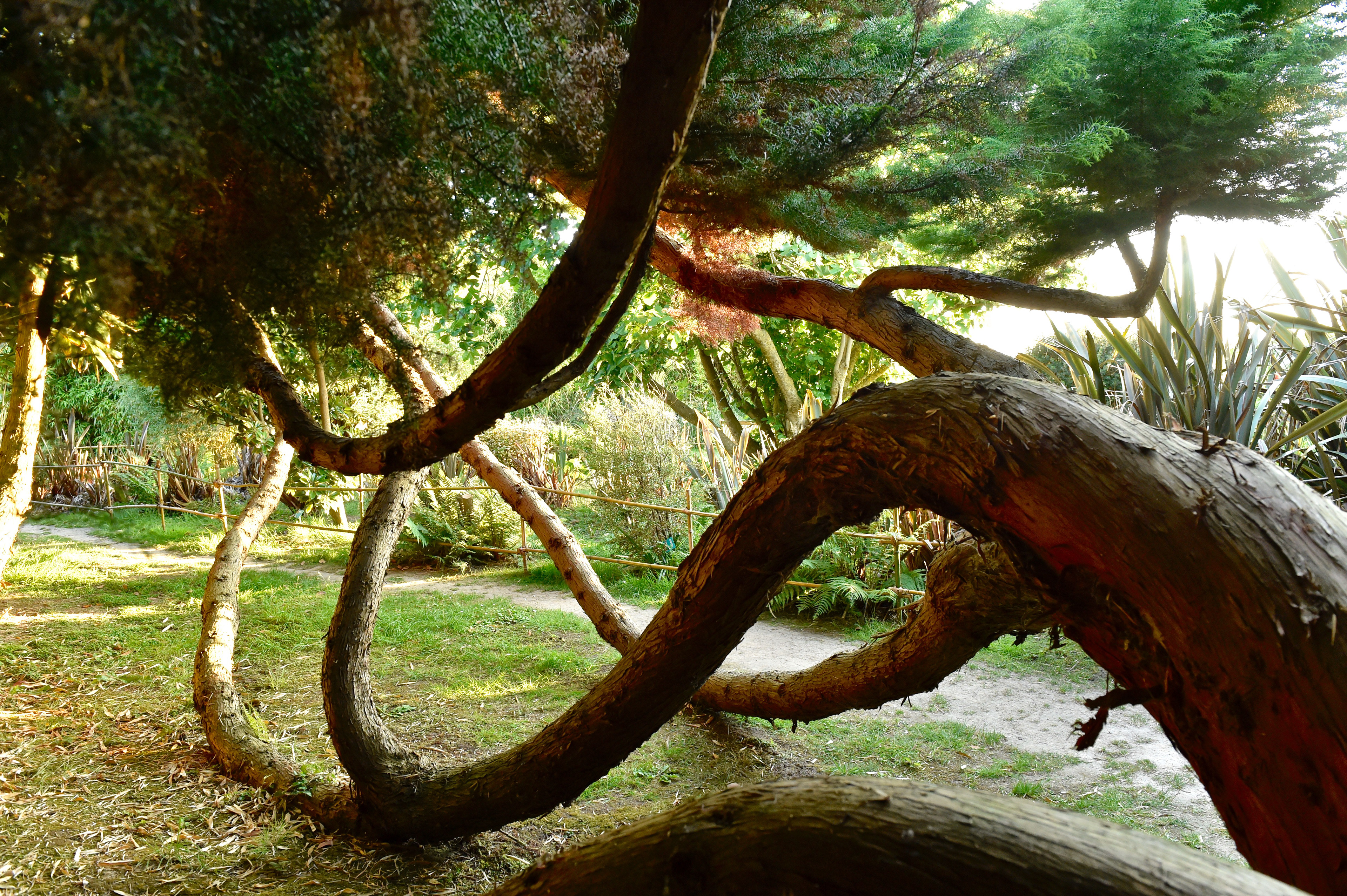 Jardin Botanique de Vauville - Mauche  