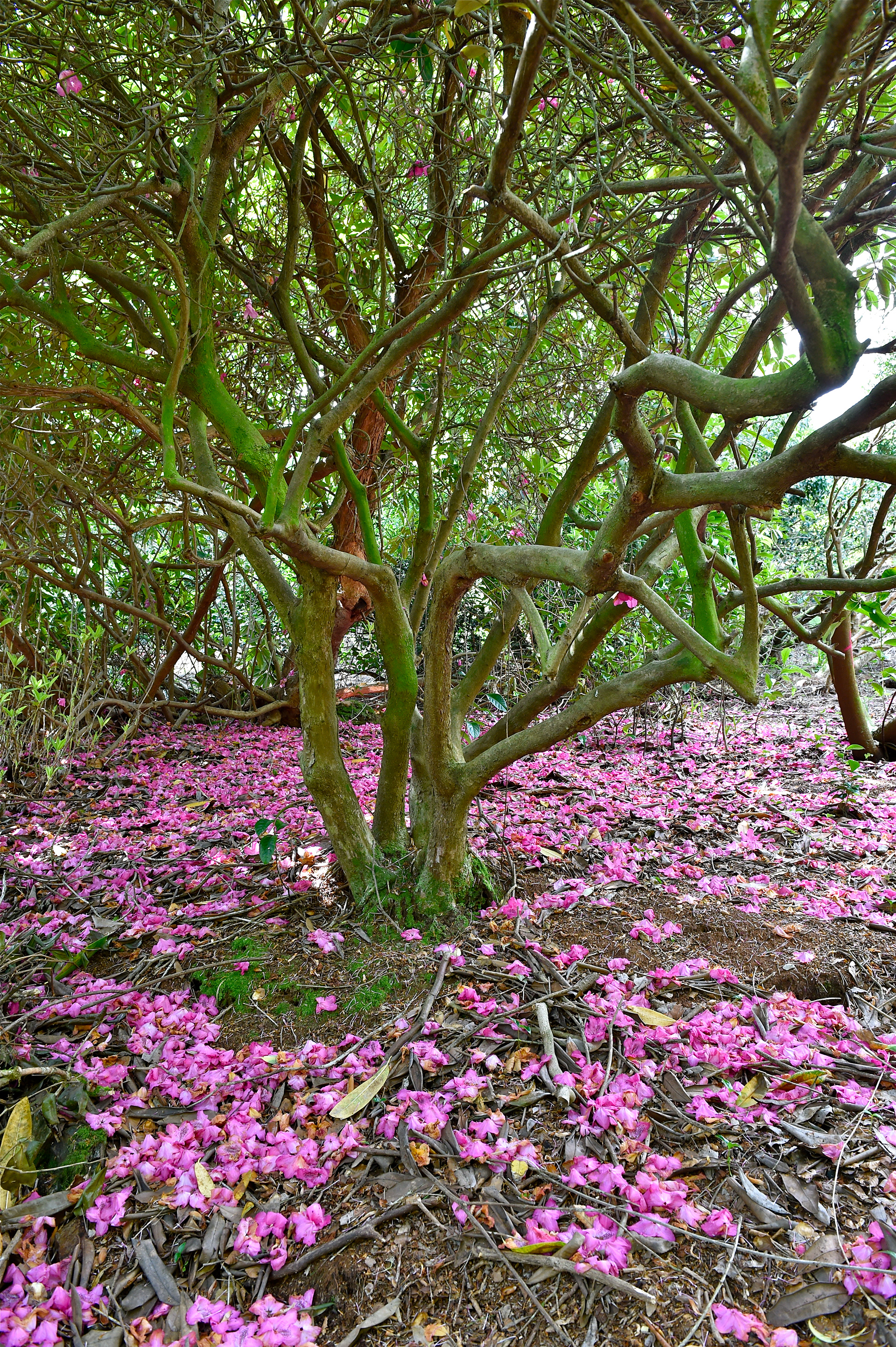 Jardin Favier - Cherbourg