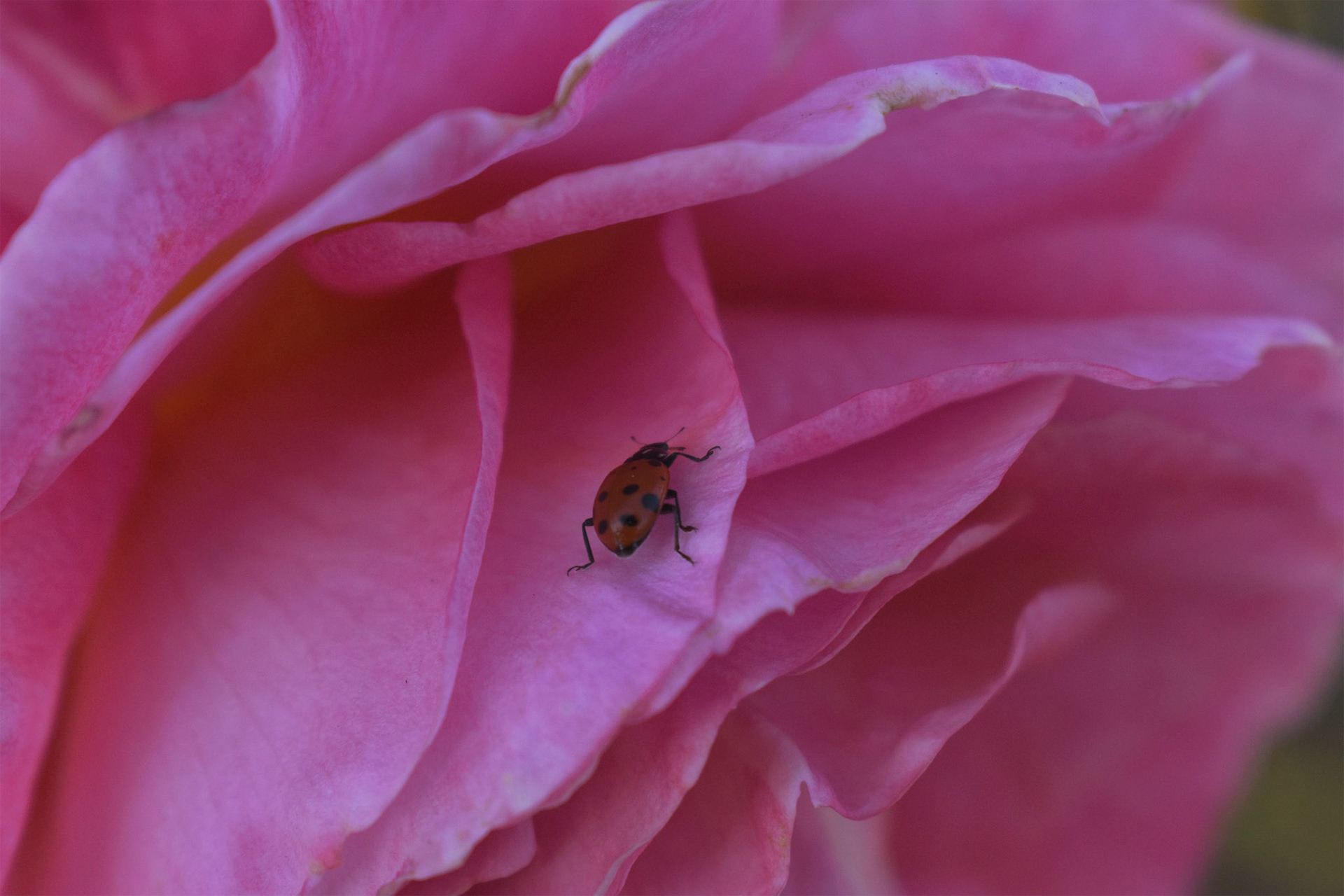 Photo 1 Honorable Mention: Christopher Franco
