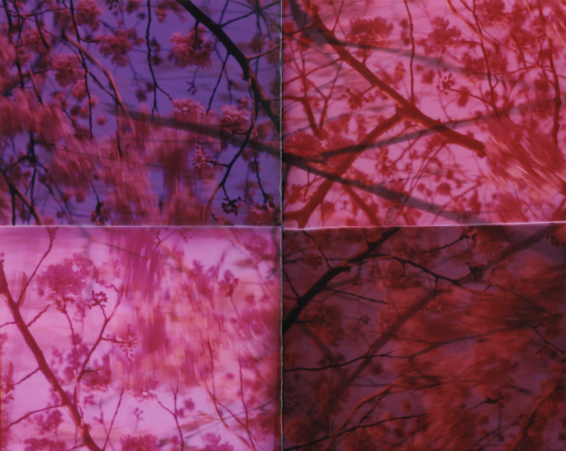 Joy Watanabe