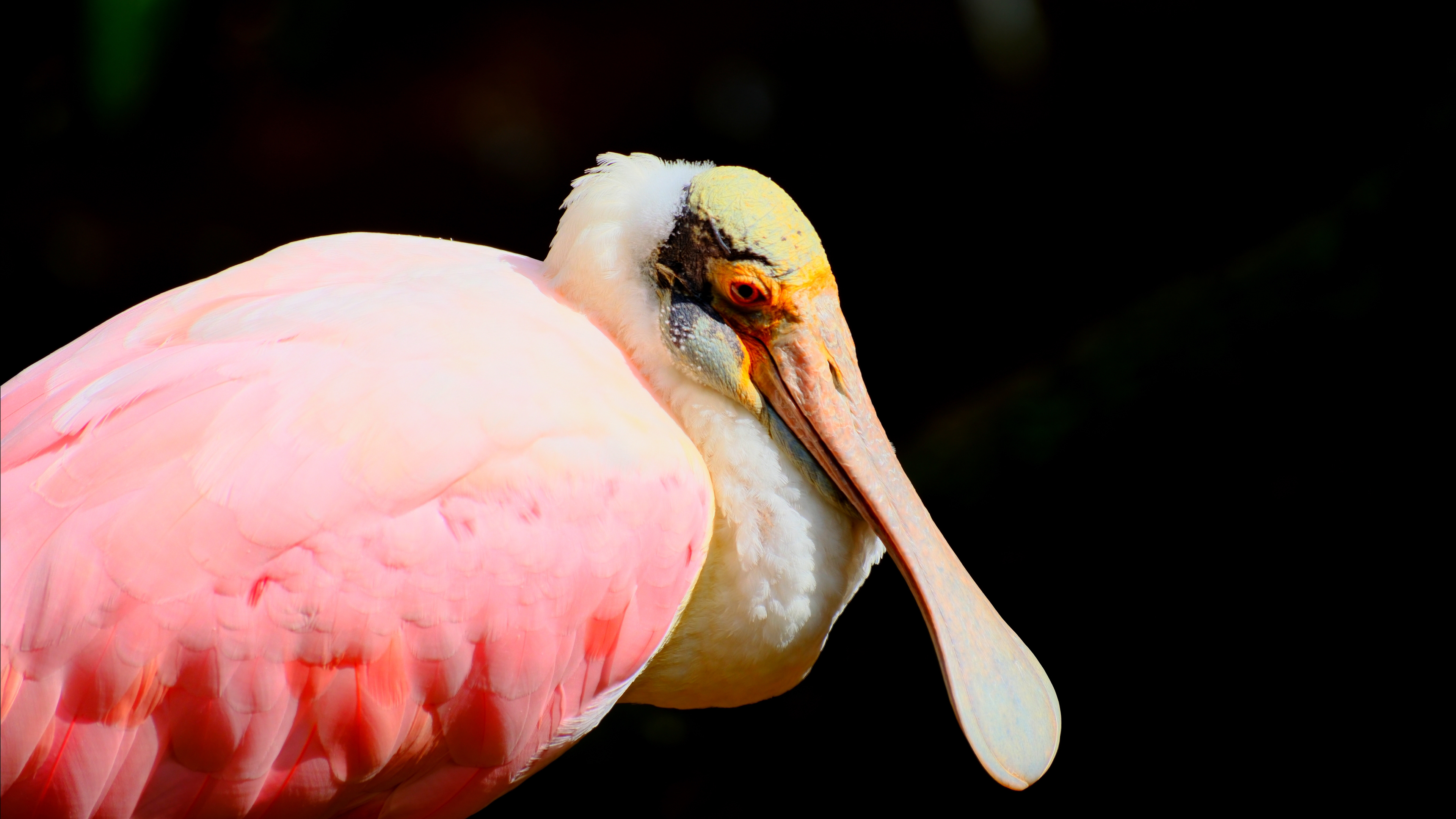 Roseate Spoonbill at Parque Das Aves in Foz do Iguaçu, Brazil - August 2025