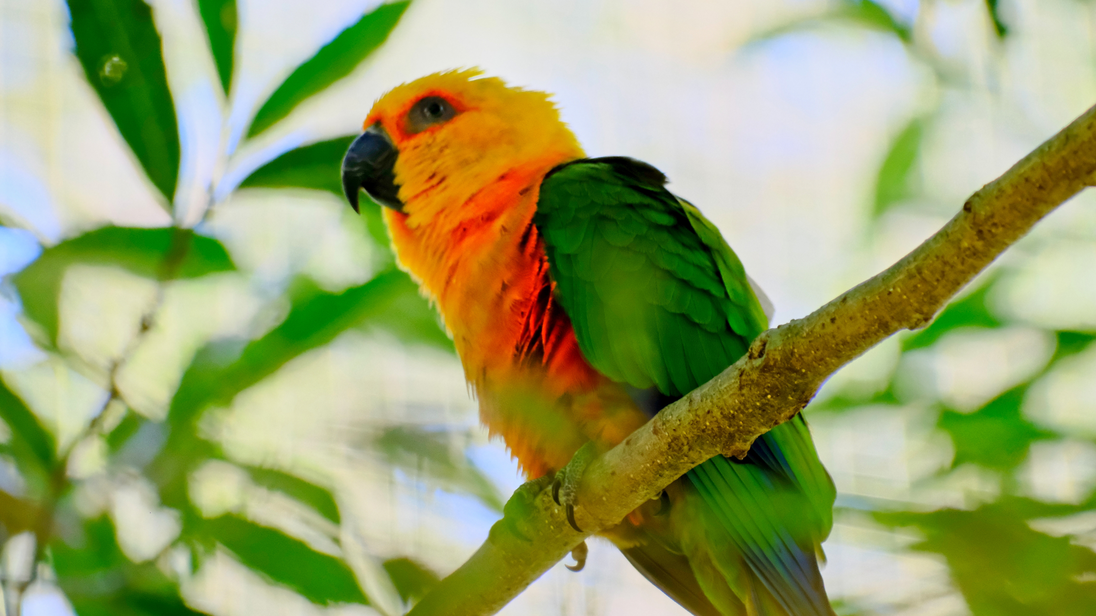 Sun Conure at Parque Das Aves in Foz do Iguaçu, Brazil- August 2025