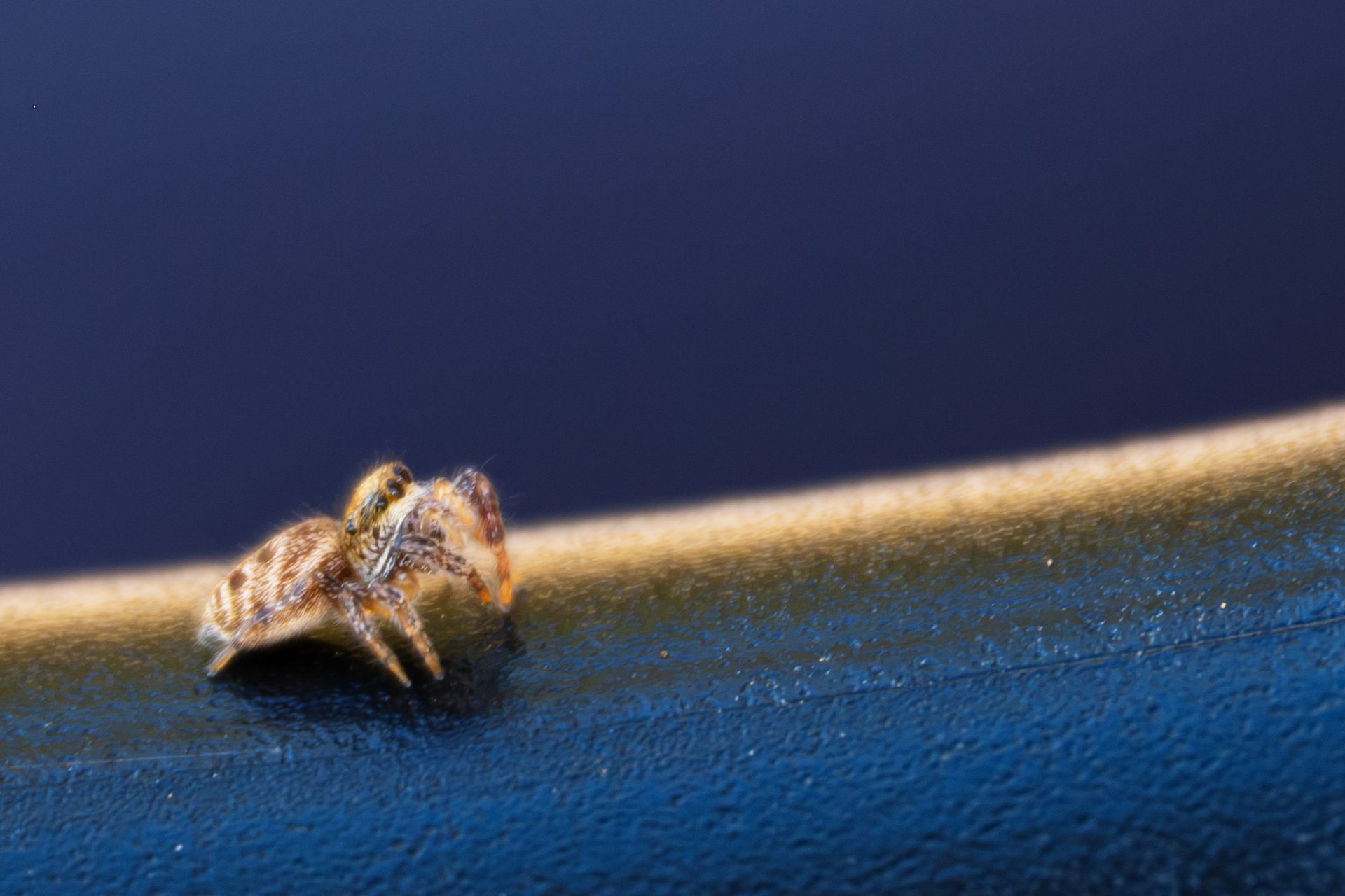 Wild Jumping Spider I Named Stanley in Adirondacks, NY - Oct 2026