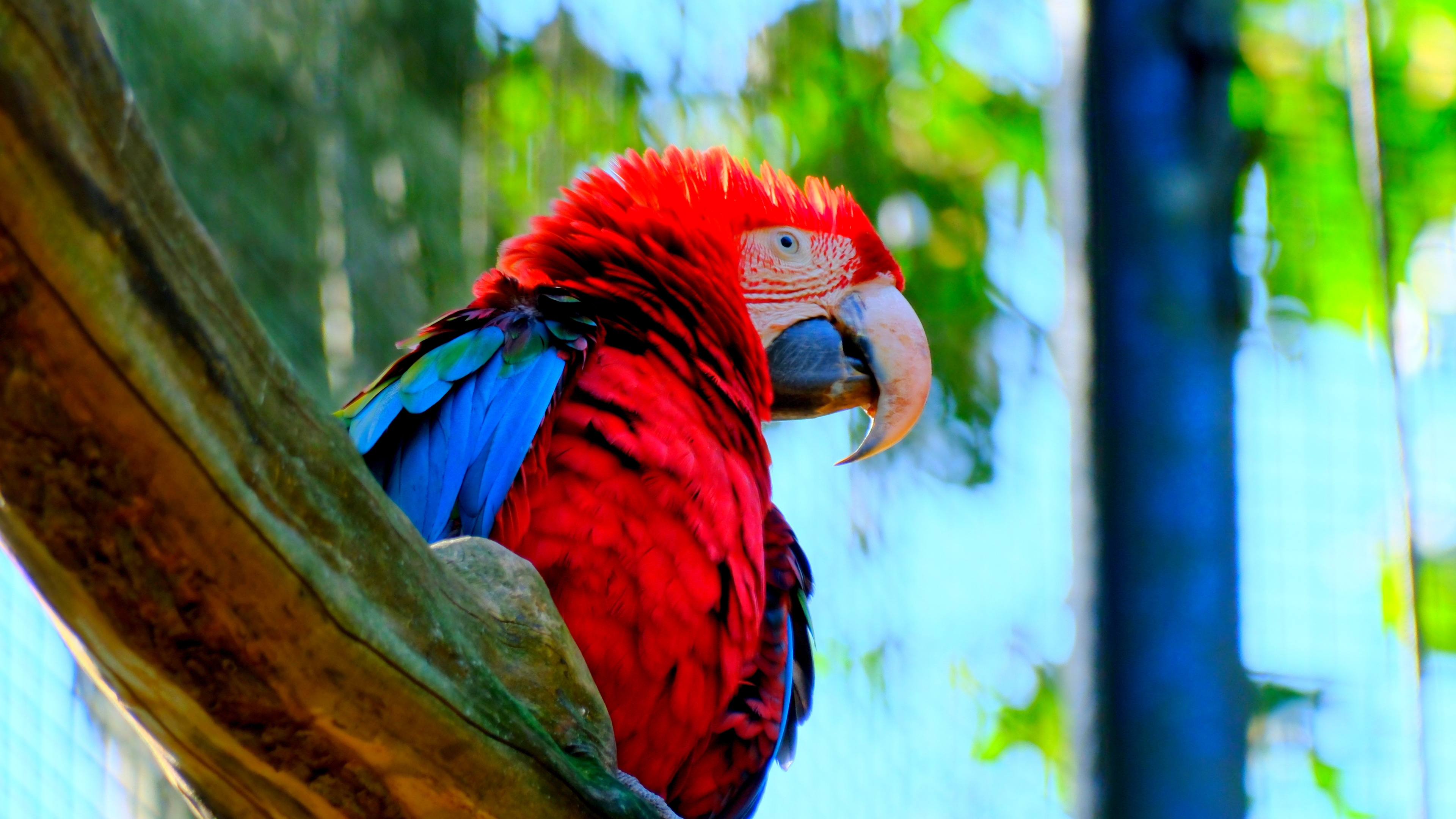 Red Macaw at Parque Das Aves in Foz do Iguaçu, Brazil - August 2025