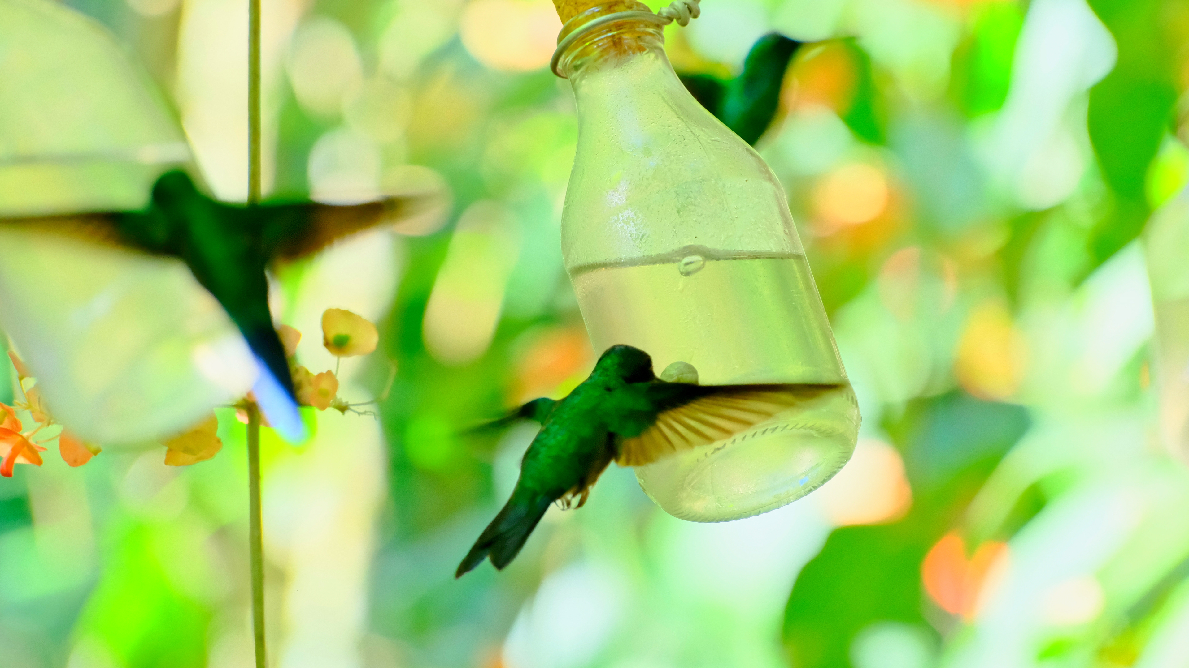Humming Bird at Parque Das Aves in Foz do Iguaçu, Brazil - August 2025