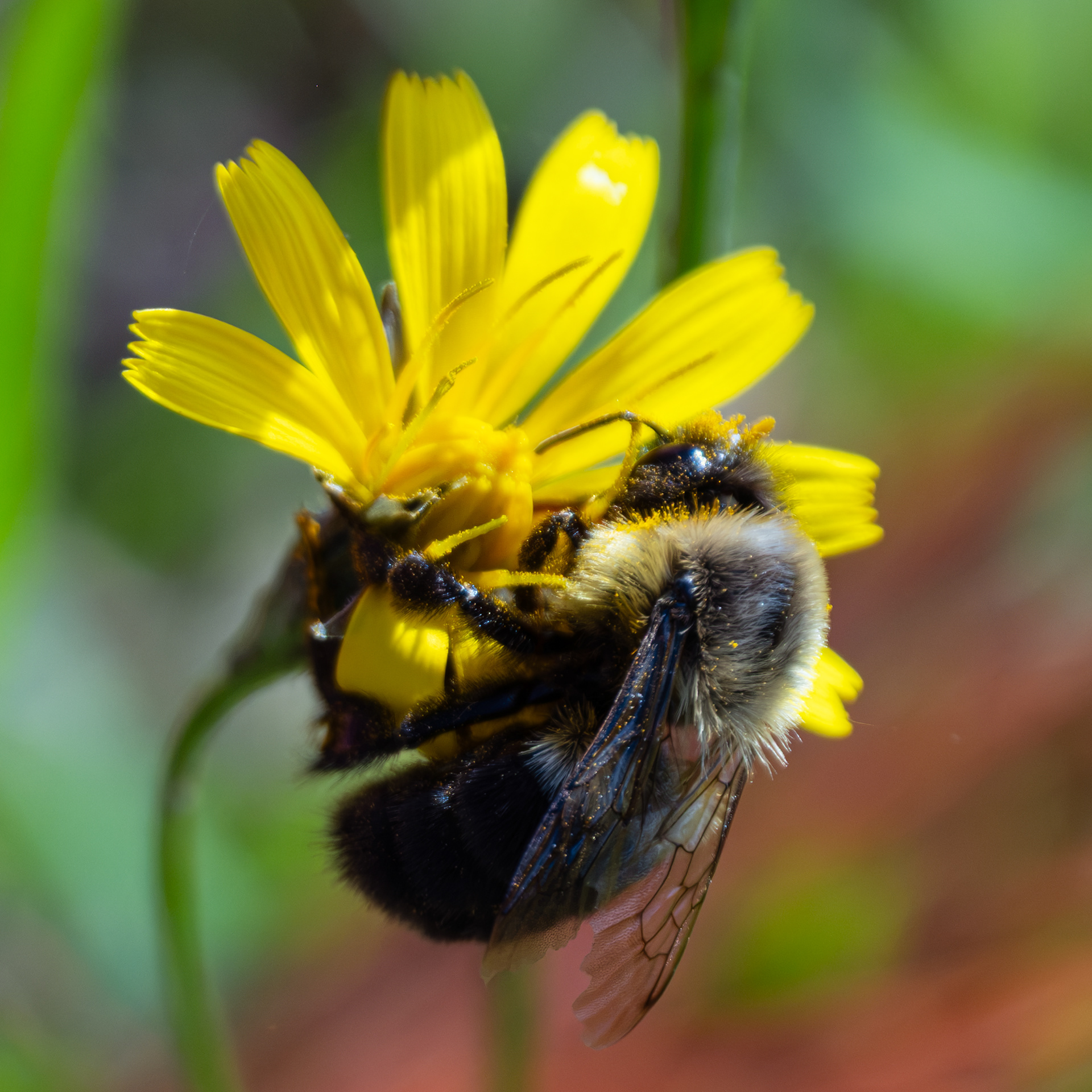 Bee on a flower in Adirondacks, NY - Oct 2026