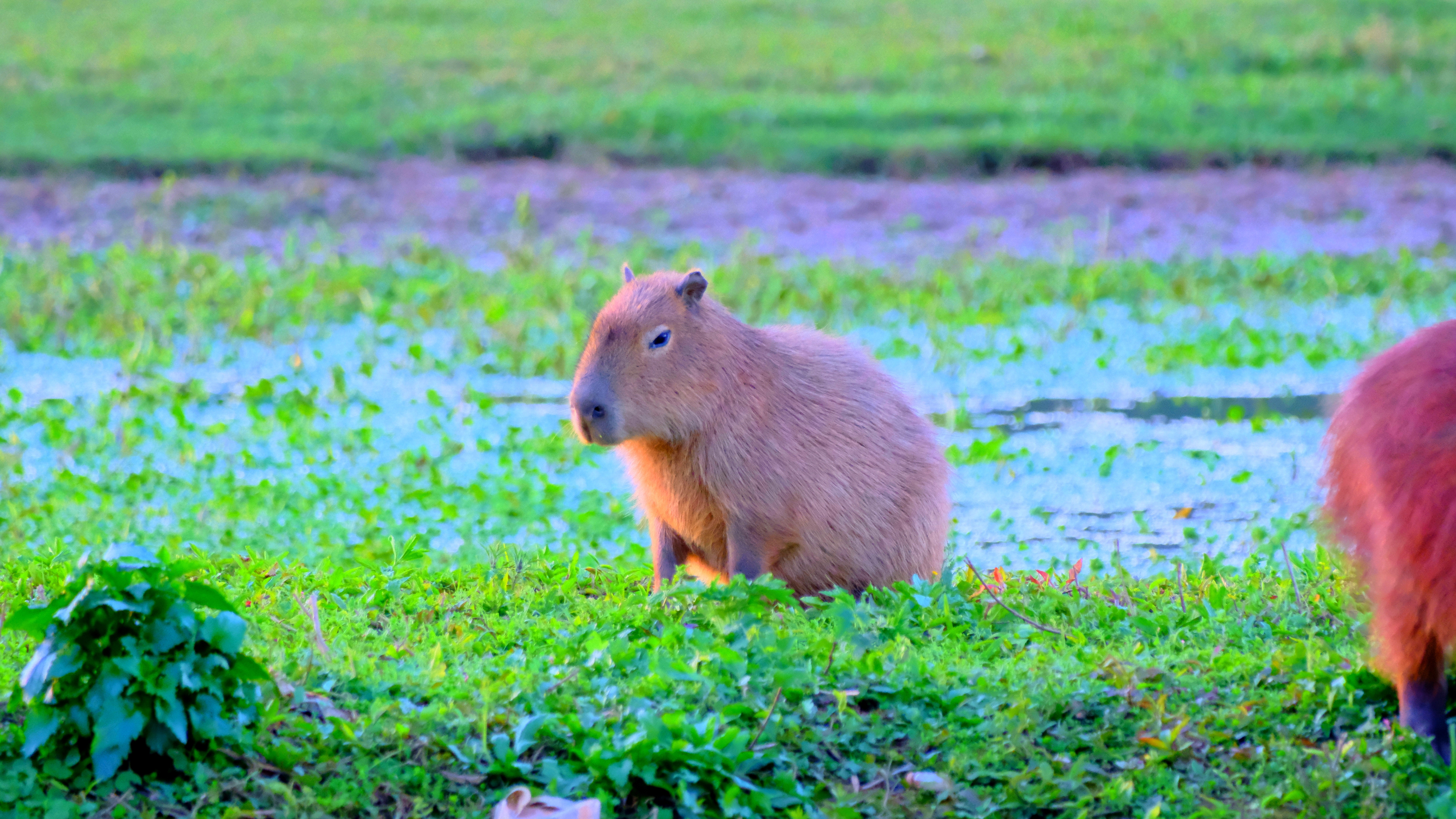 Young Capybara in Curitiba, Brazil - August 2025