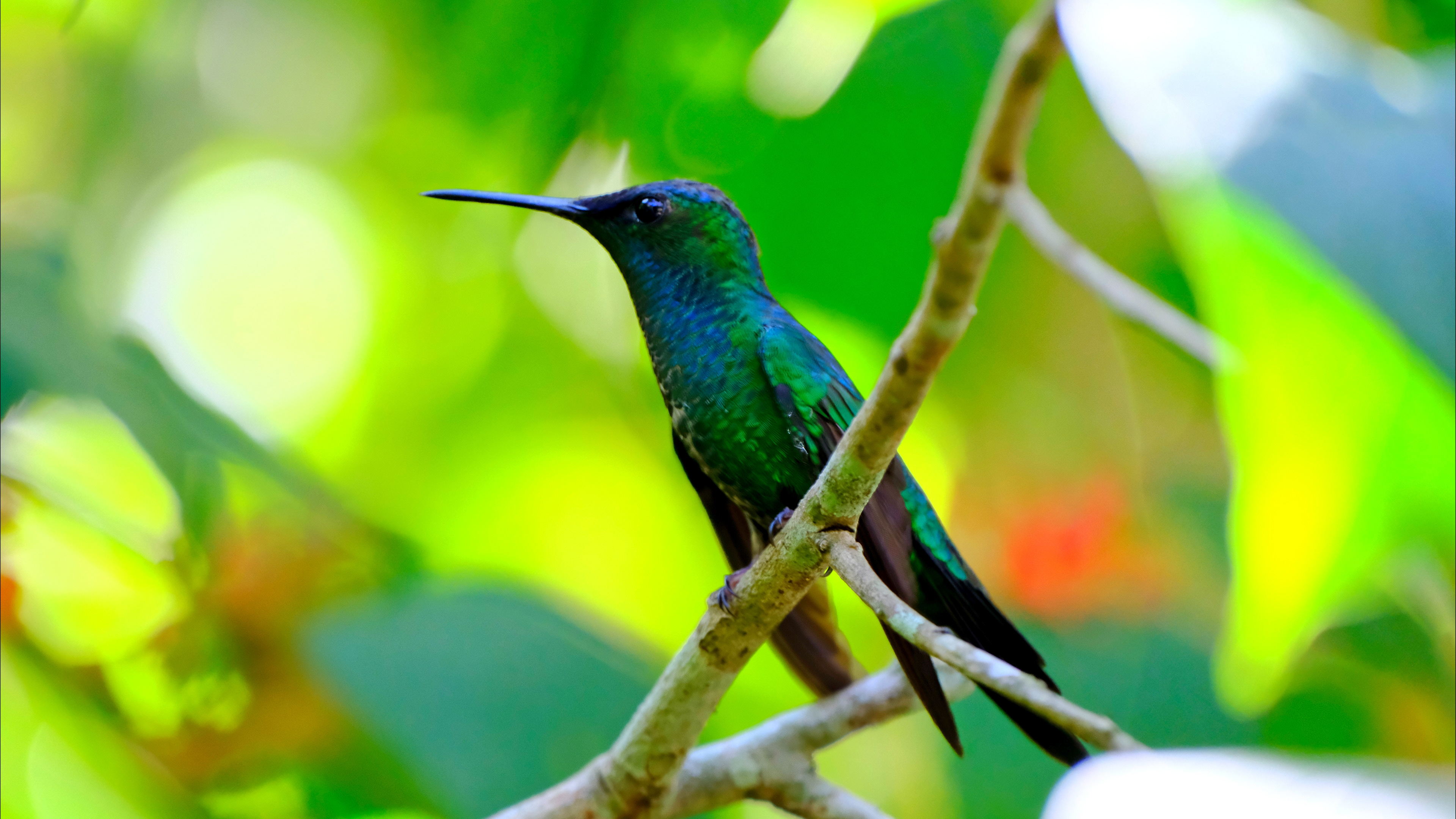 Humming Bird at Parque Das Aves in Foz do Iguaçu, Brazil - August 2025