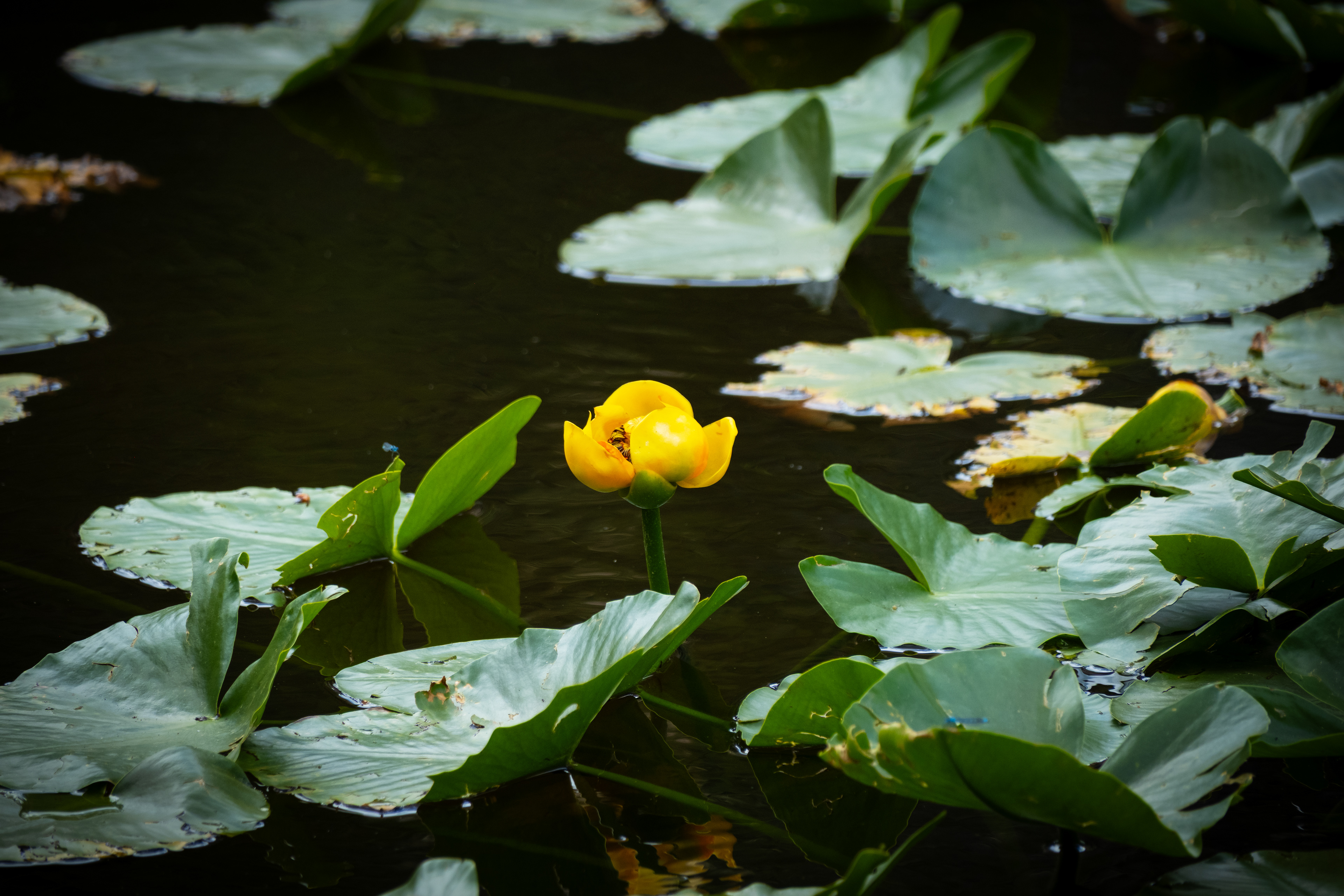 Lily Pads at Lily Pond in Stanley, Idaho - July 2026