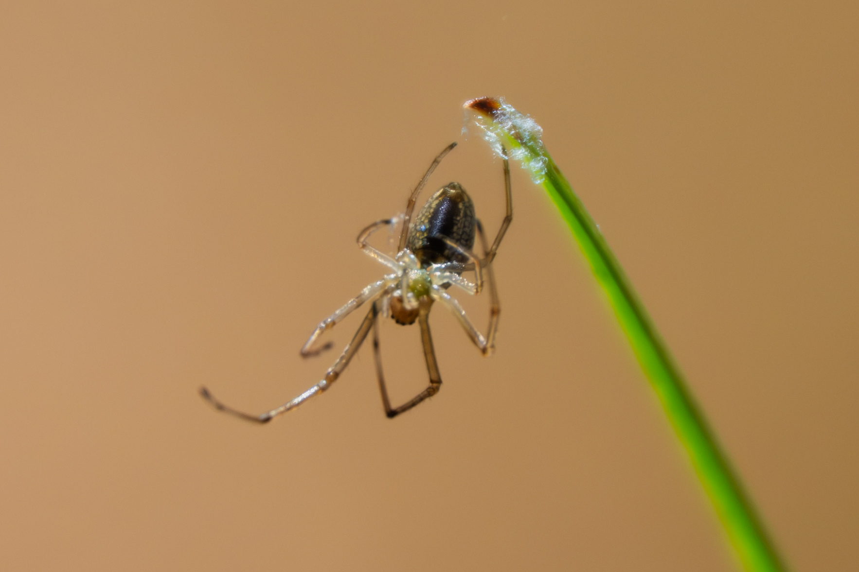 Spider in Adirondacks, NY - Oct 2026