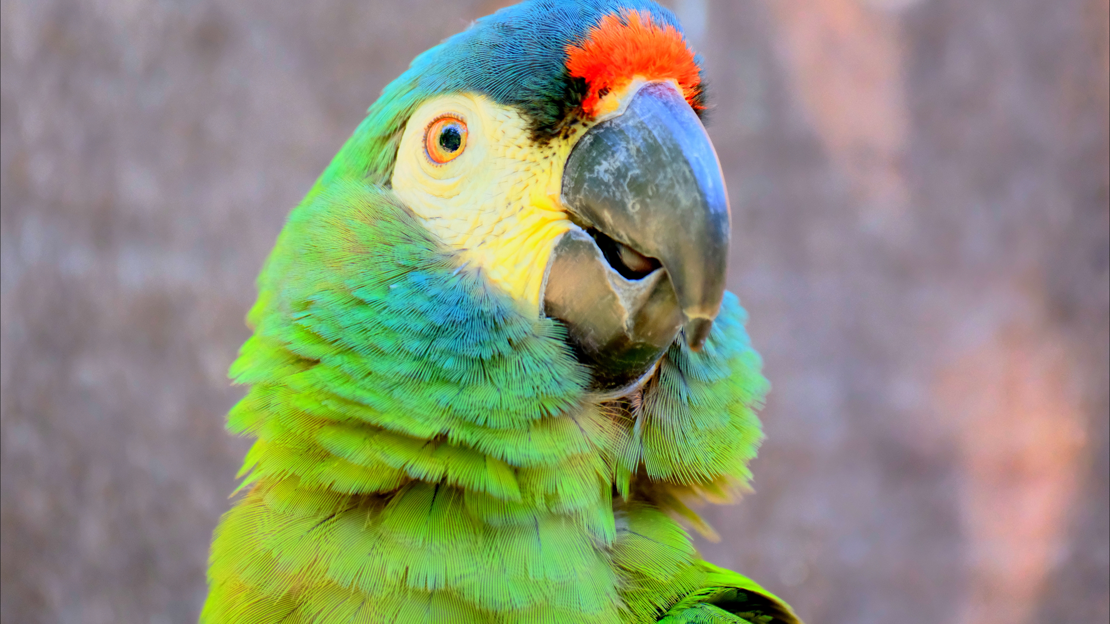 Green Parrot at Parque Das Aves in Foz do Iguaçu, Brazil - August 2025