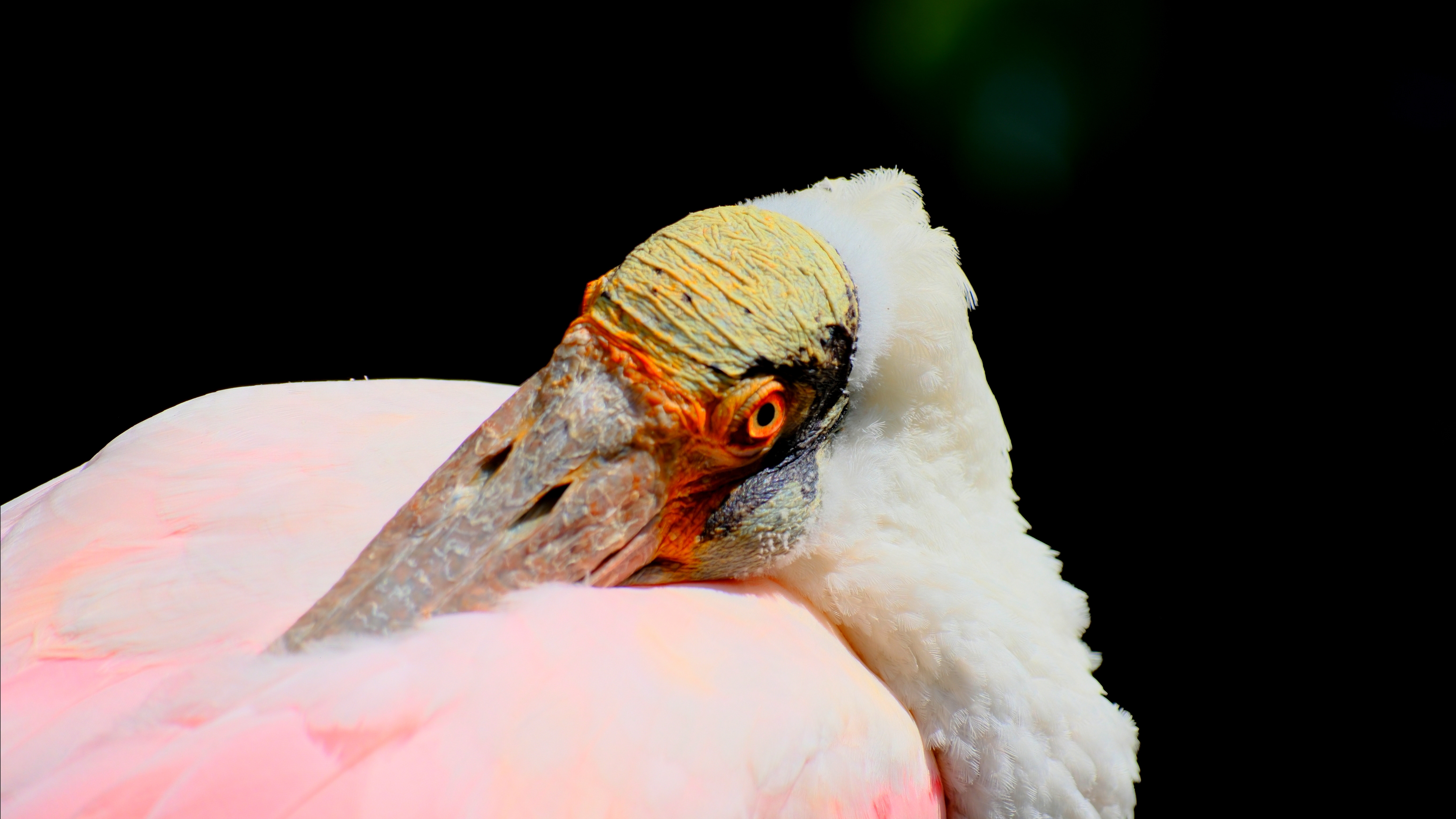 Roseate Spoonbill at Parque Das Aves in Foz do Iguaçu, Brazil - August 2025
