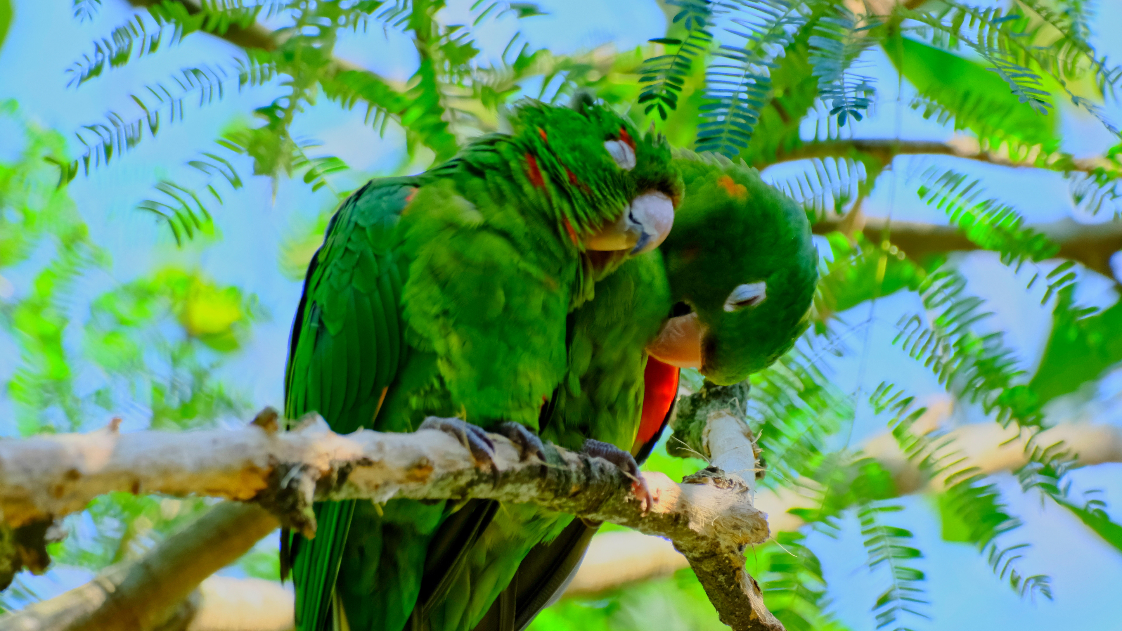 Parakeets at Parque Das Aves in Foz do Iguaçu, Brazil - August 2025
