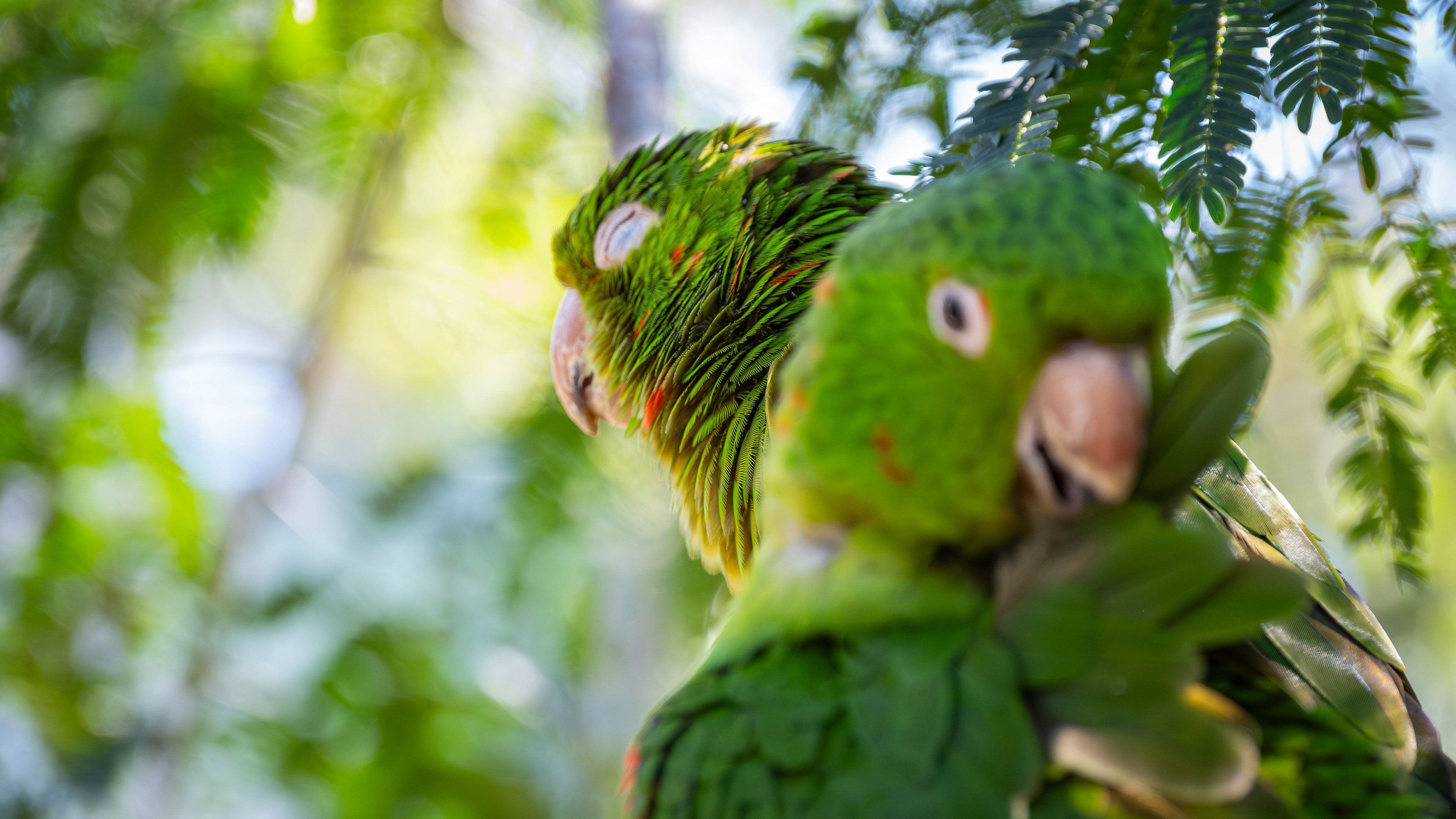 Parakeets at Parque Das Aves in Foz do Iguaçu, Brazil - August 2025
