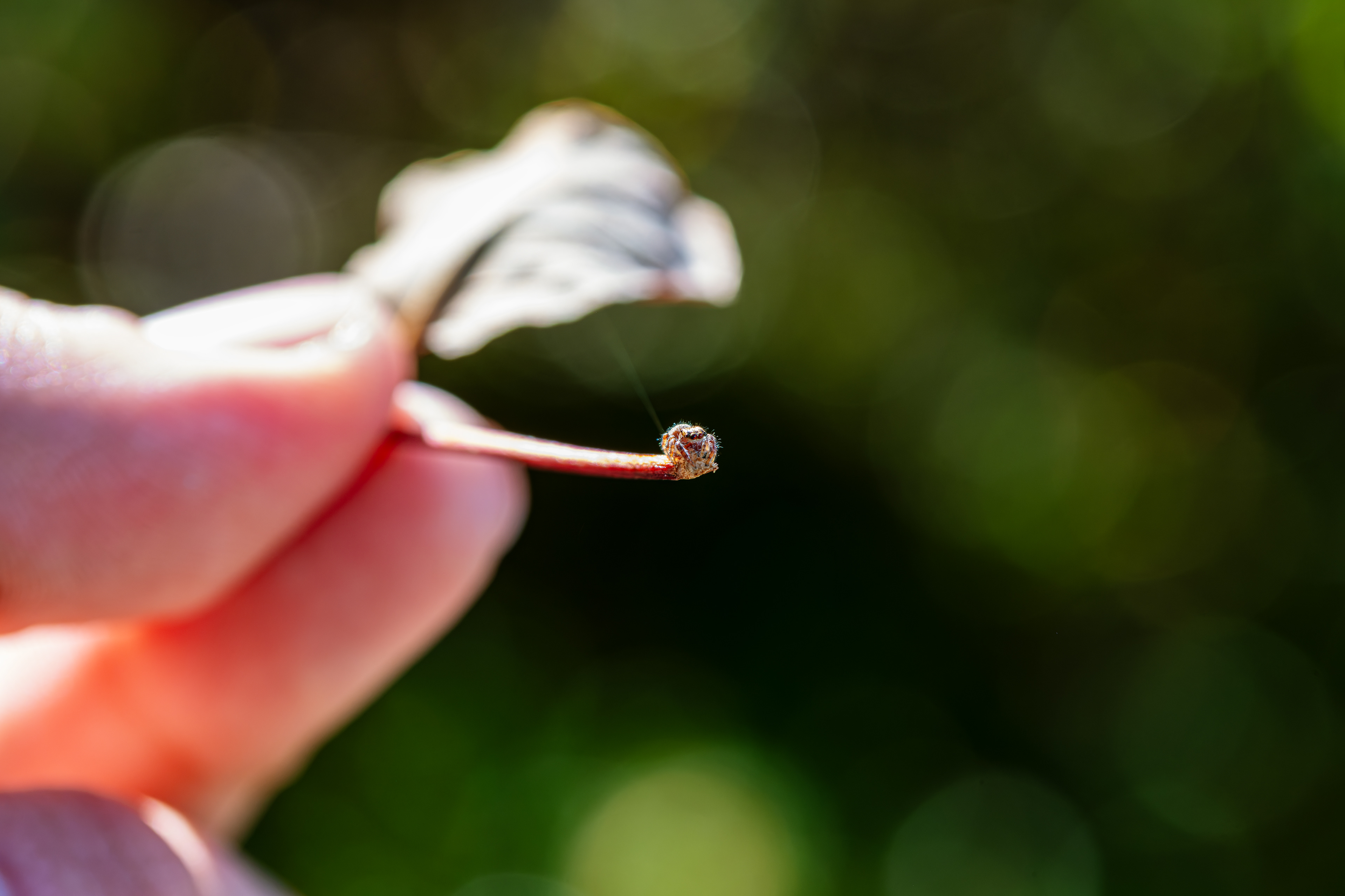 Wild Jumping Spider I Named Stanley in Adirondacks, NY - Oct 2026