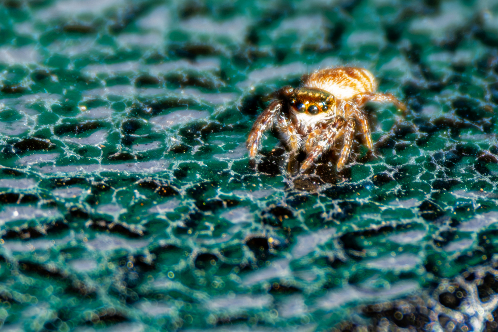 Wild Jumping Spider I Named Stanley in Adirondacks, NY - Oct 2026