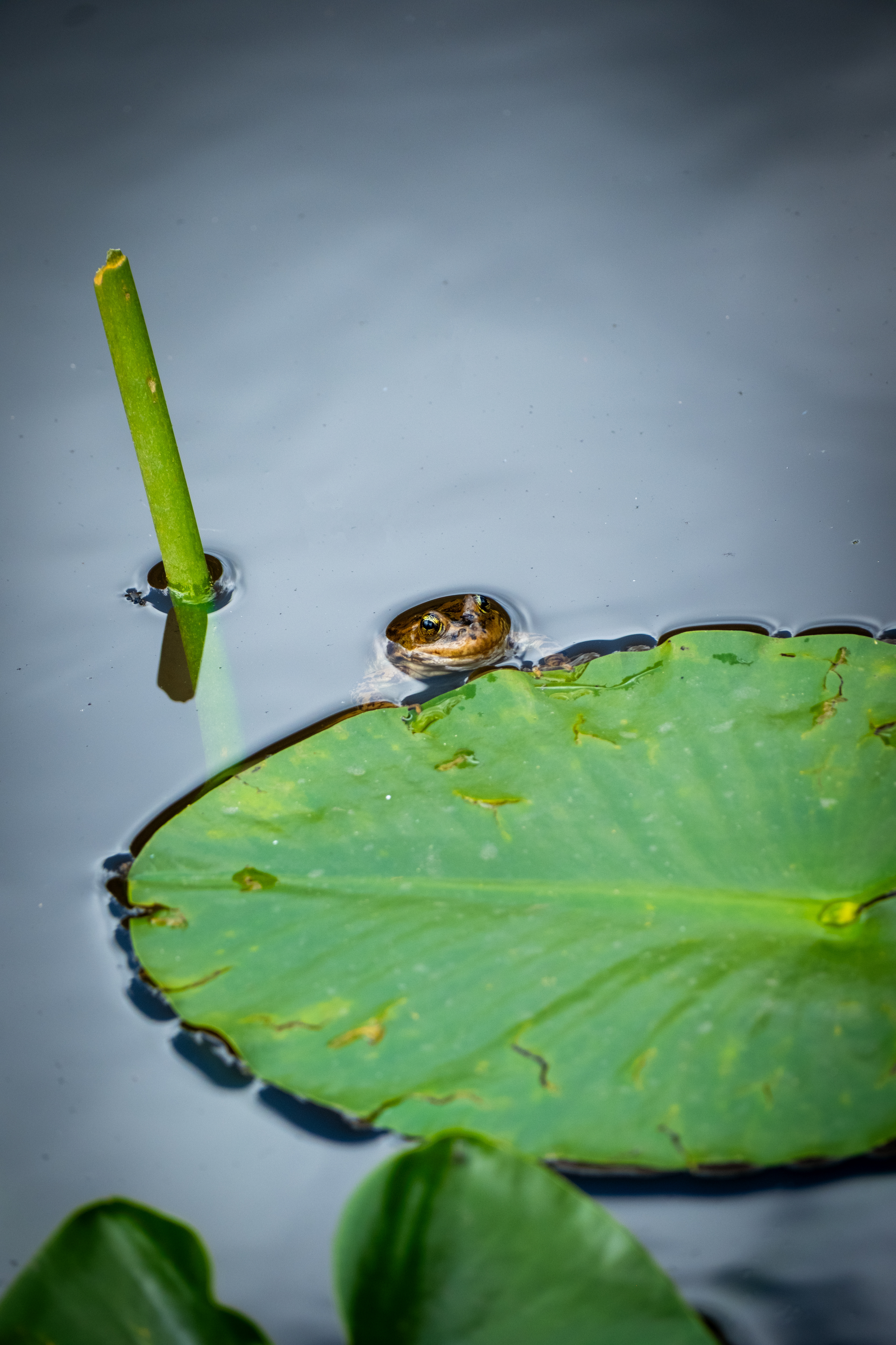Frog Next to a Lily at Lily Pond in Stanley, Idaho - July 2026