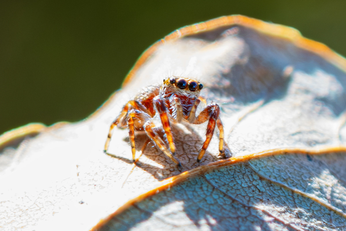 Wild Jumping Spider I Named Stanley in Adirondacks, NY - Oct 2026