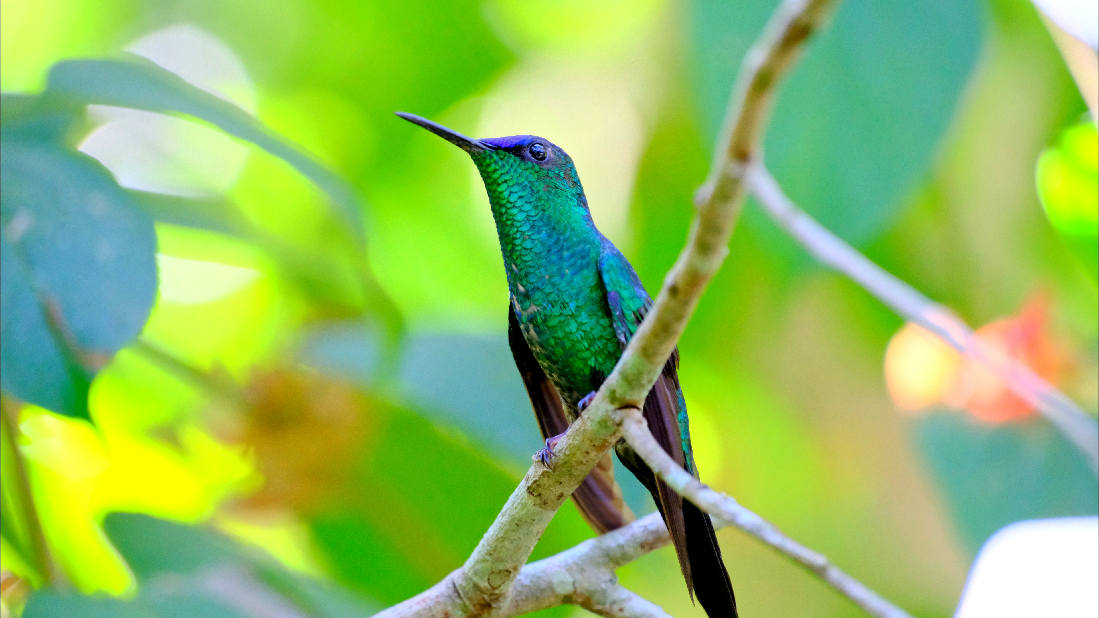 Humming Bird at Parque Das Aves in Foz do Iguaçu, Brazil - August 2025