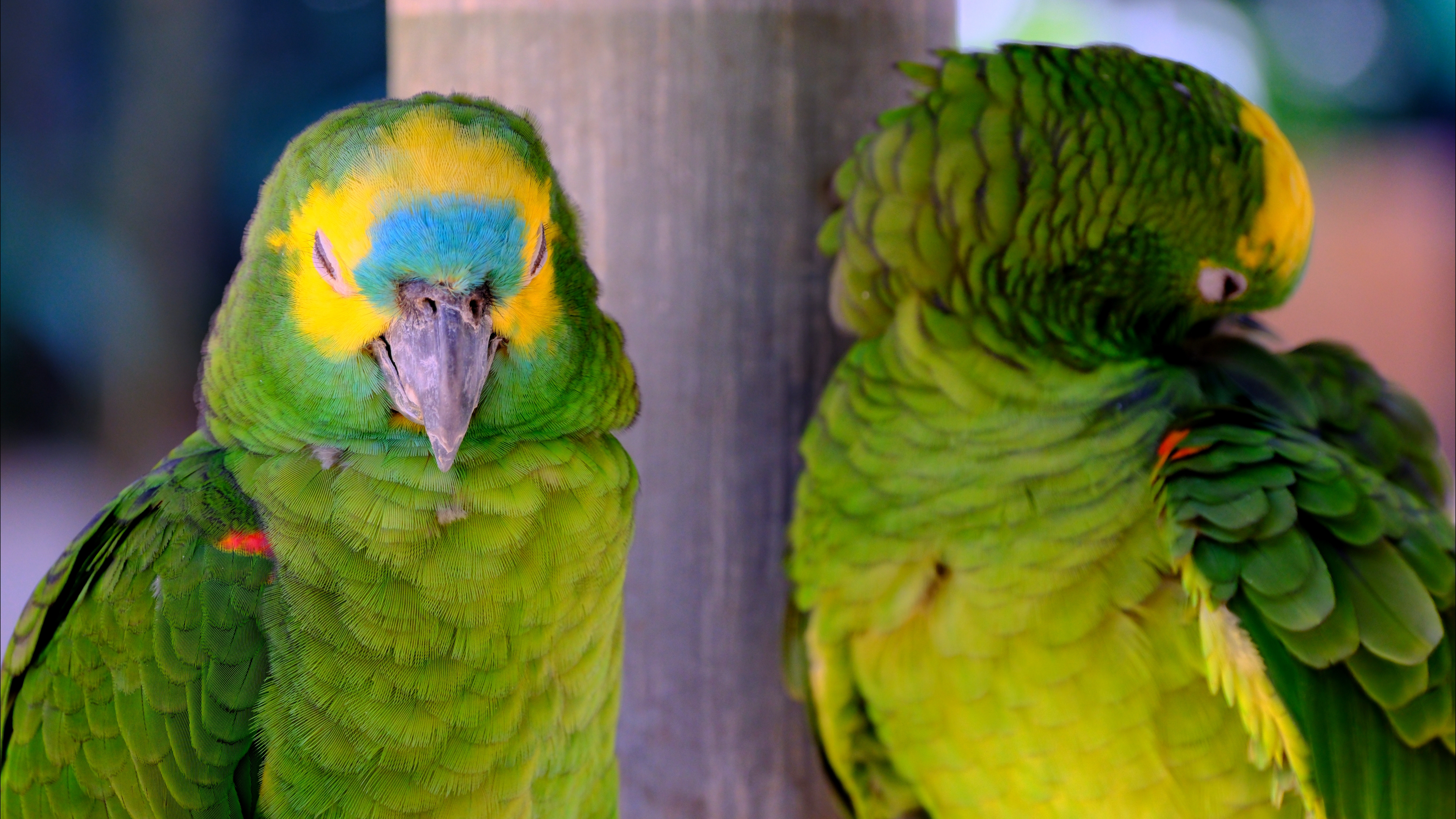 Yellow Crowned Amazon at Parque Das Aves in Foz do Iguaçu, Brazil - August 2025