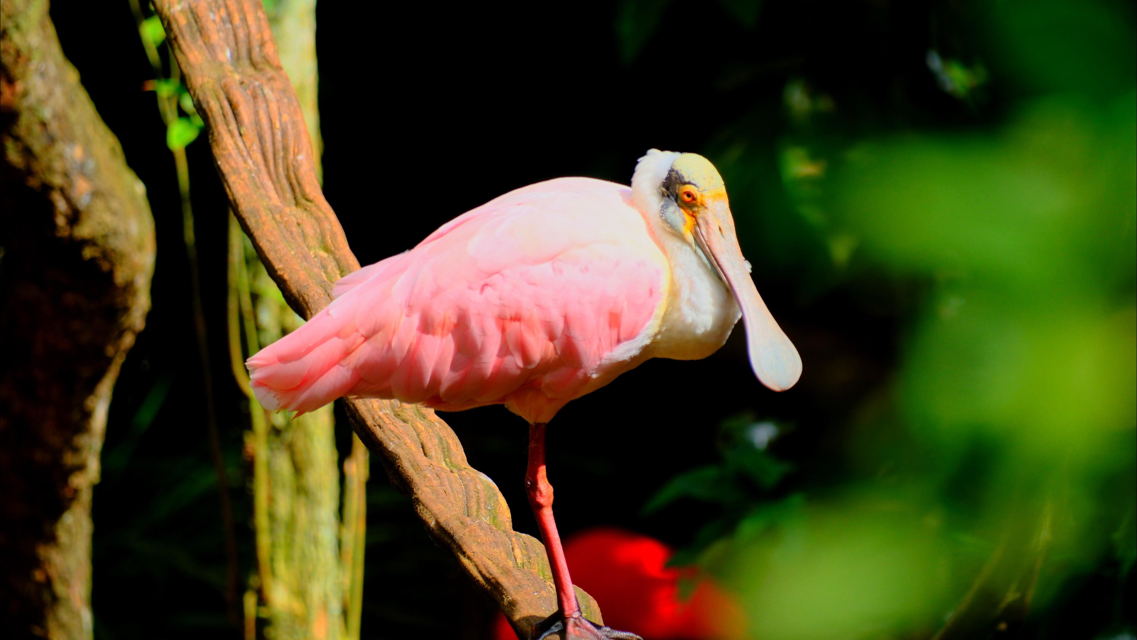 Roseate Spoonbill at Parque Das Aves in Foz do Iguaçu, Brazil - August 2025